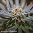 Big Bud wietzaden