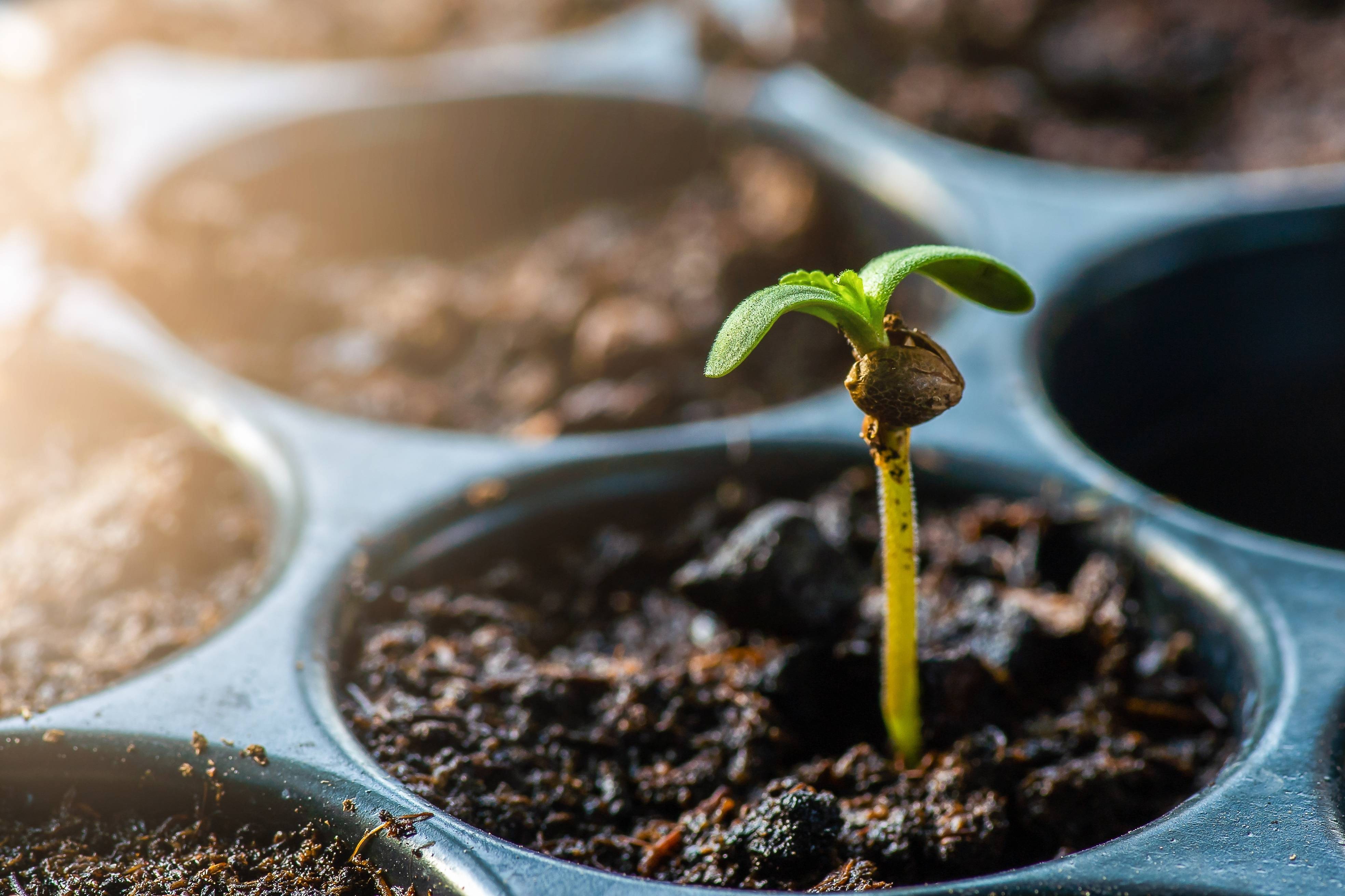 Entdecken Sie alle Arten von Cannabissamen