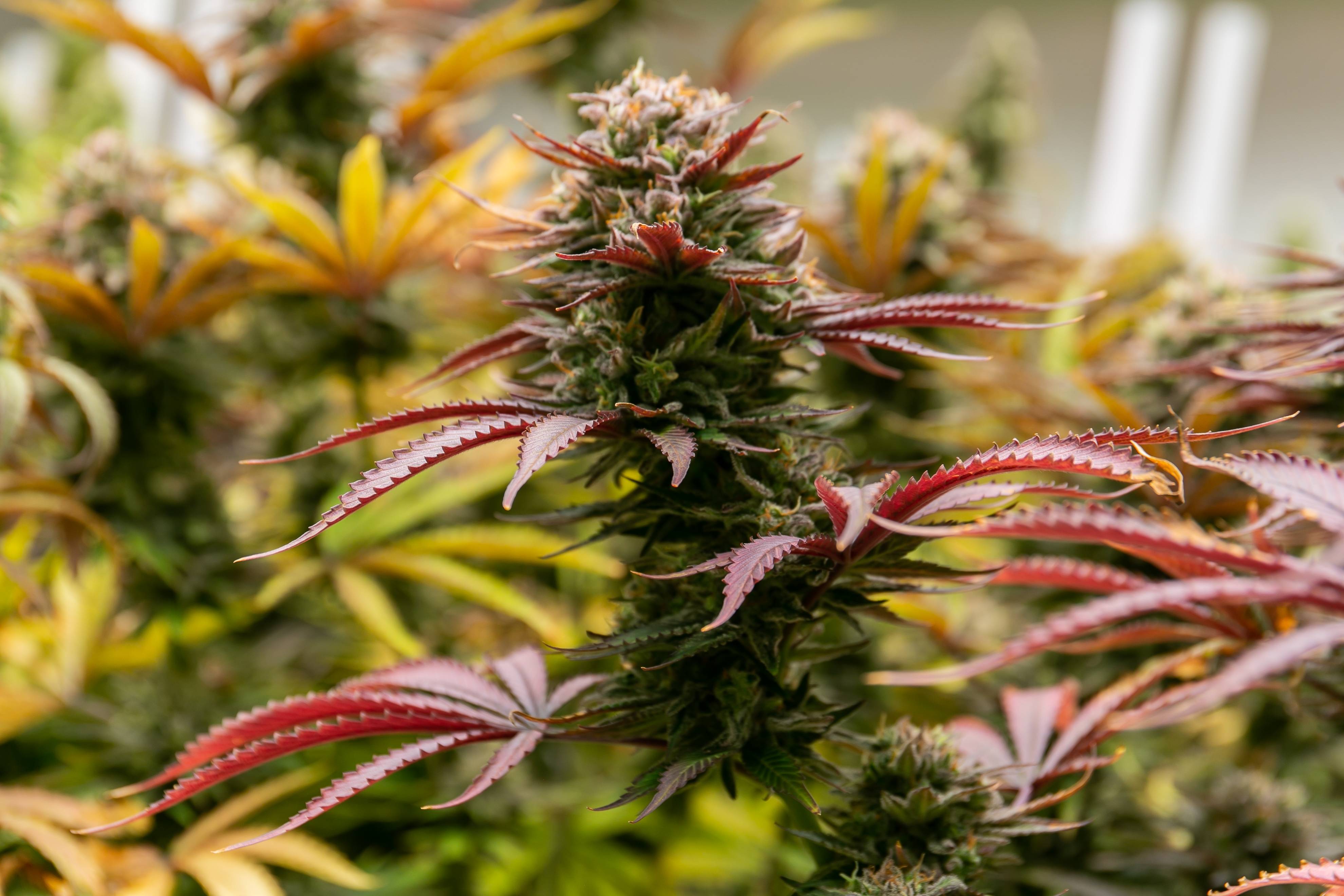Typen Cannabissamen