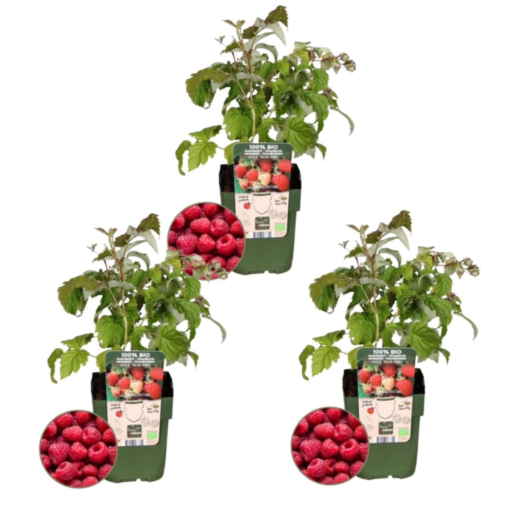 NatureNest Rubus Idaeus Frambozenplant – 100% Biologische Tuinfruitplanten – 3