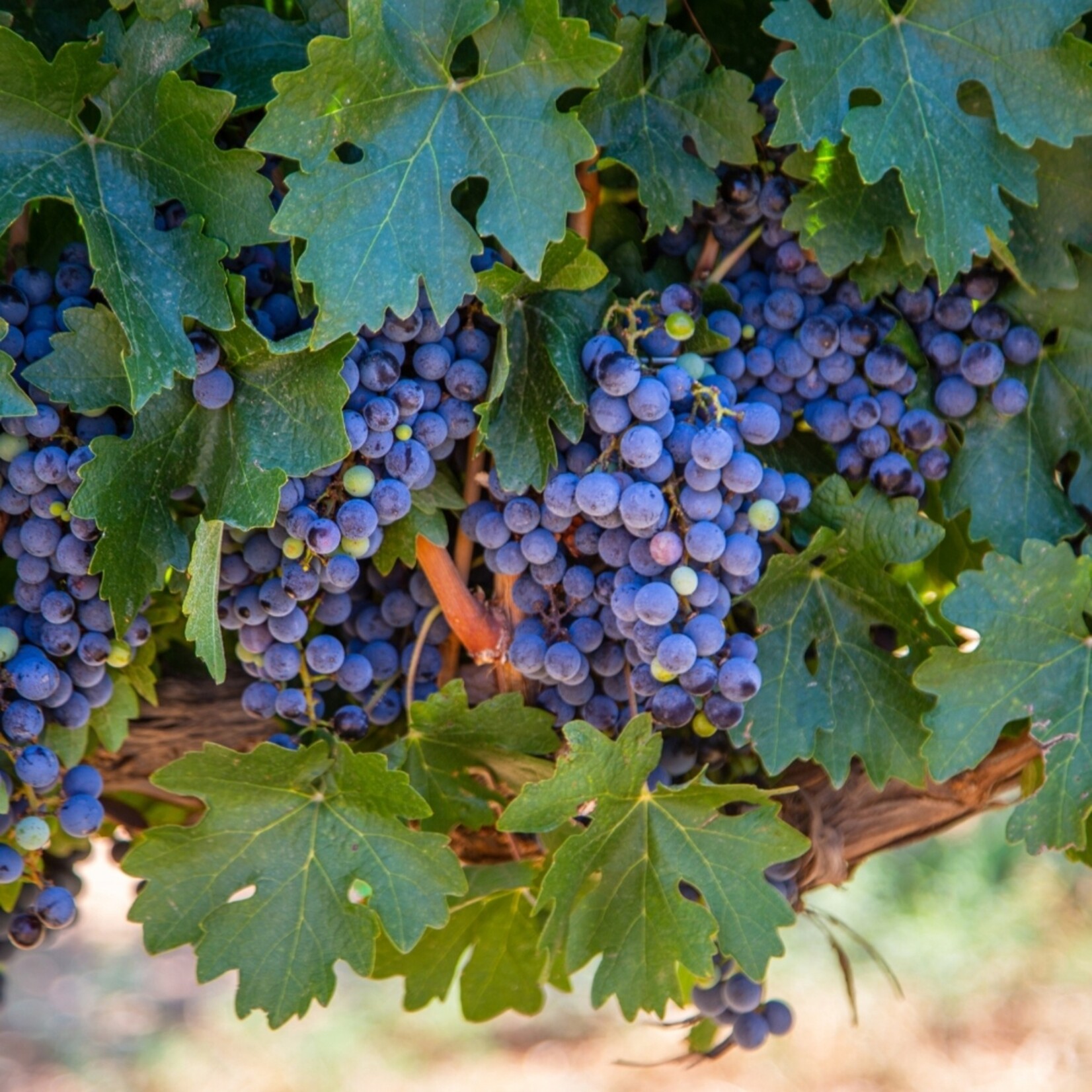 NatureNest Vitis vinifera Druivenplant – 100% Biologische Fruit- en Klimplanten – 3