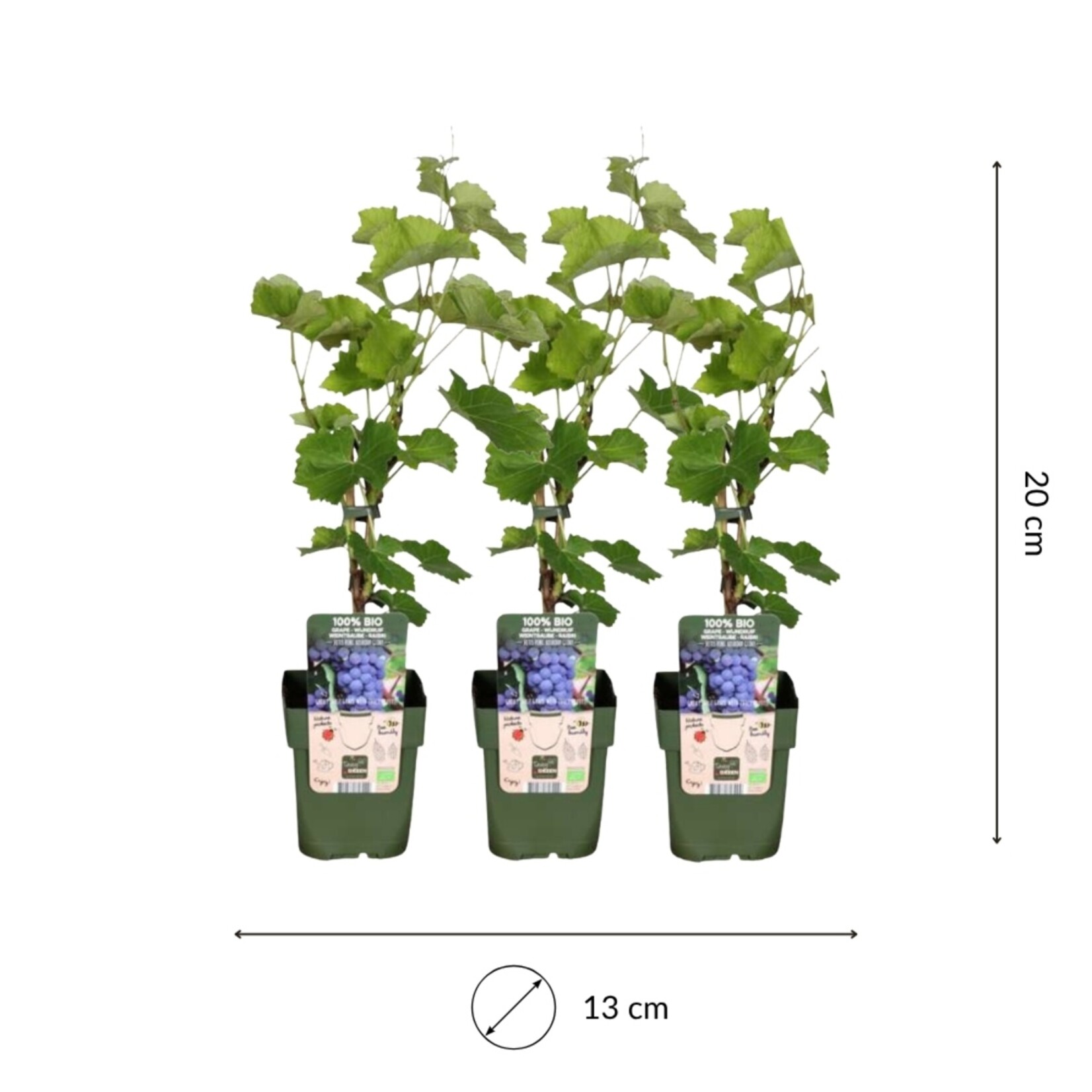 NatureNest Vitis vinifera Druivenplant – 100% Biologische Fruit- en Klimplanten – 3