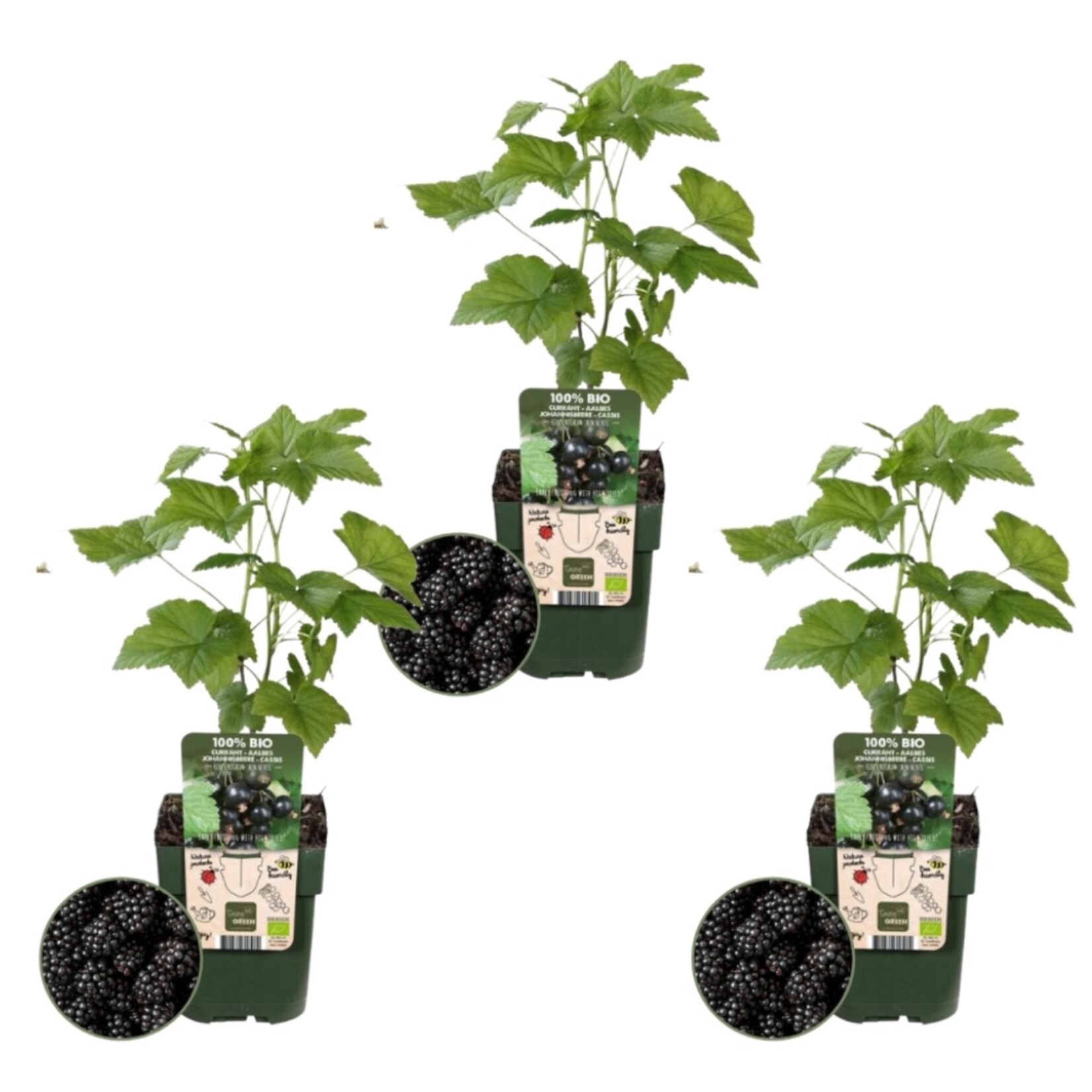 NatureNest Rubus fruticosus Braamplant – 100% Biologische Tuinfruitplanten – 3