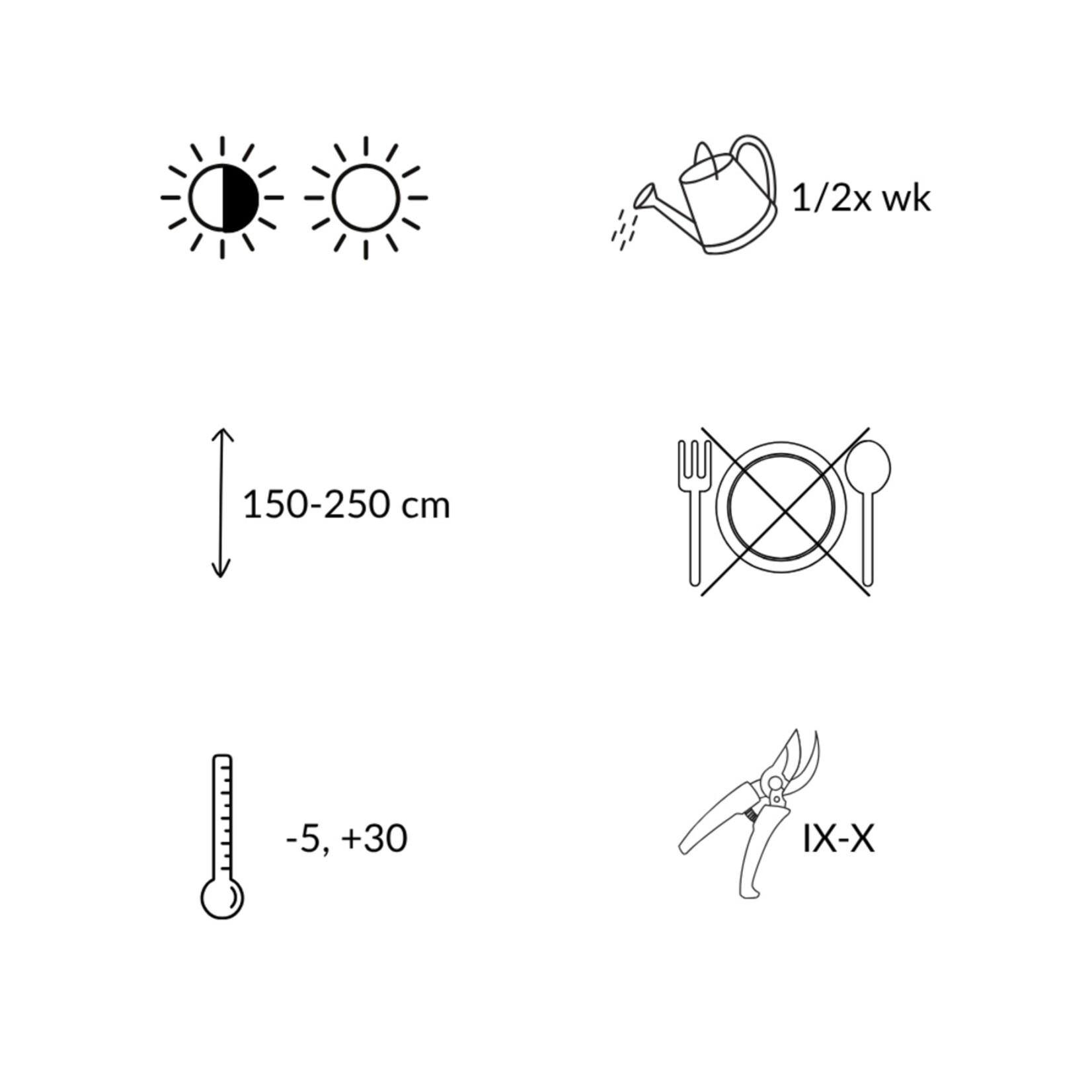 NatureNest Rubus fruticosus Braamplant – 100% Biologische Tuinfruitplanten – 3