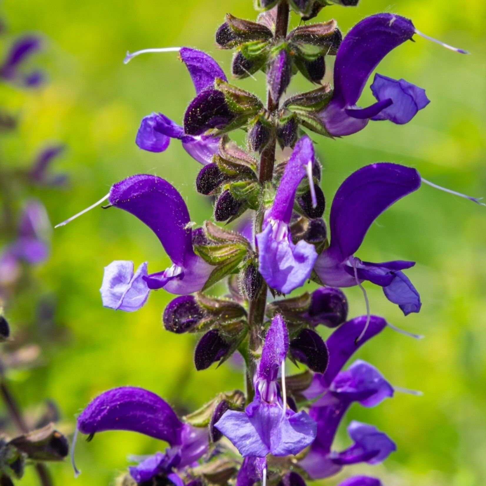NatureNest Salvia Nemorosa Vaste Plant – Kleurrijke Ostfriesland Salie