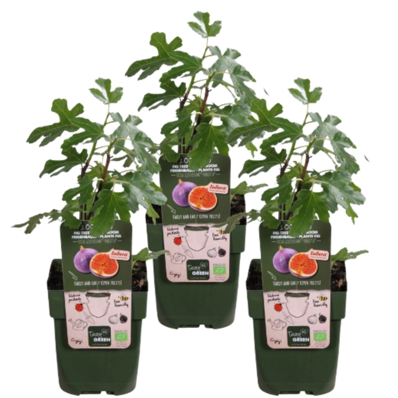 NatureNest Ficus Carica Vijgenboom – 100% Biologisch en Winterhard – 3