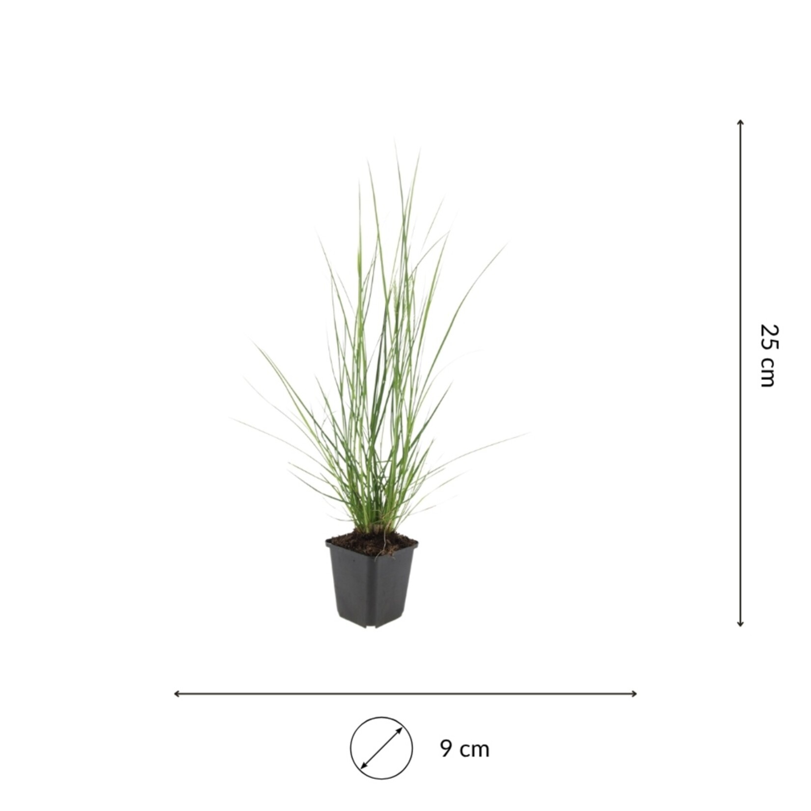 NatureNest Pennisetum Alopecuroides Hameln Siergras – Zachte Pluimen – 3