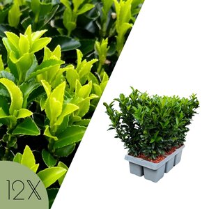 NatureNest Euonymus Japonicus Haagplant - Green Spire Kardinaalsmuts