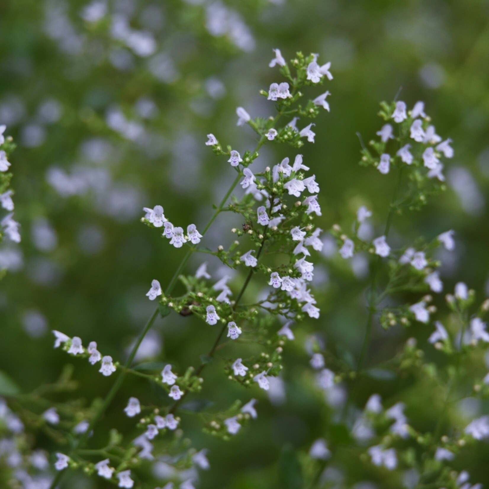 NatureNest Kattenkruid - Set van 3 Tuinplanten - Nepeta Faassenii - Bijen- en Vlindervriendelijk