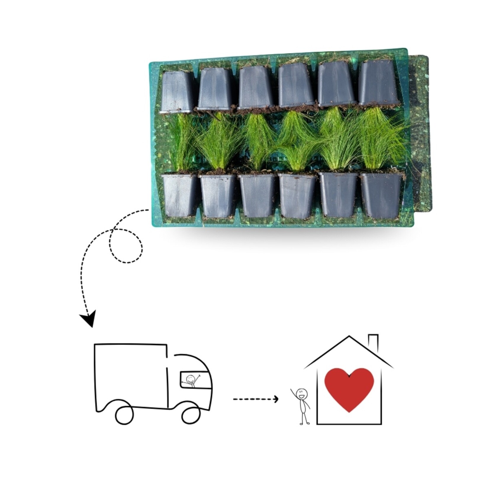 NatureNest Kattenkruid Grol - Set van 3 Jonge Planten - Nepeta Faassenii - Bijen- en Vlindervriendelijk