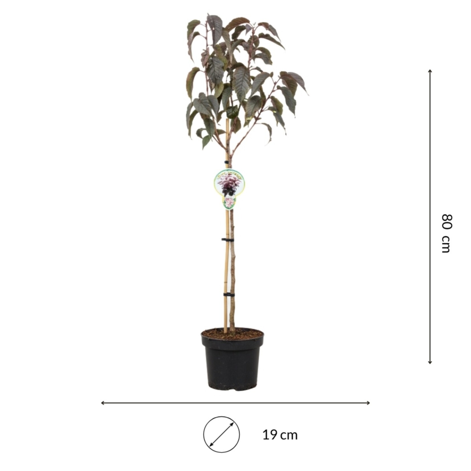 NatureNest Japanse Sierkers Royal Burgundy - op 80 cm Stam - Prunus Serrulata - Decoratieve Bloesemboom