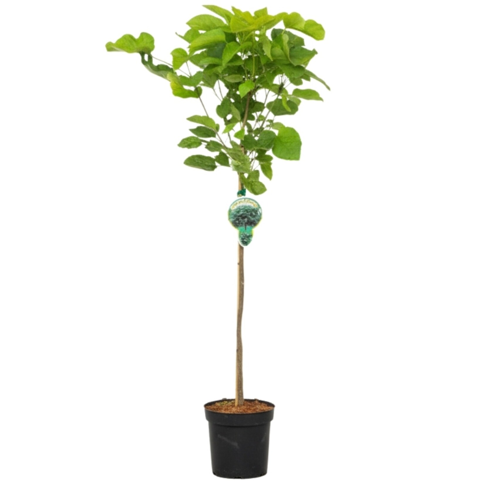 NatureNest Bolcatalpa op Stam - 80 cm Stam - Catalpa Bignonioides Nana - Sierlijke Kleine Tuinboom