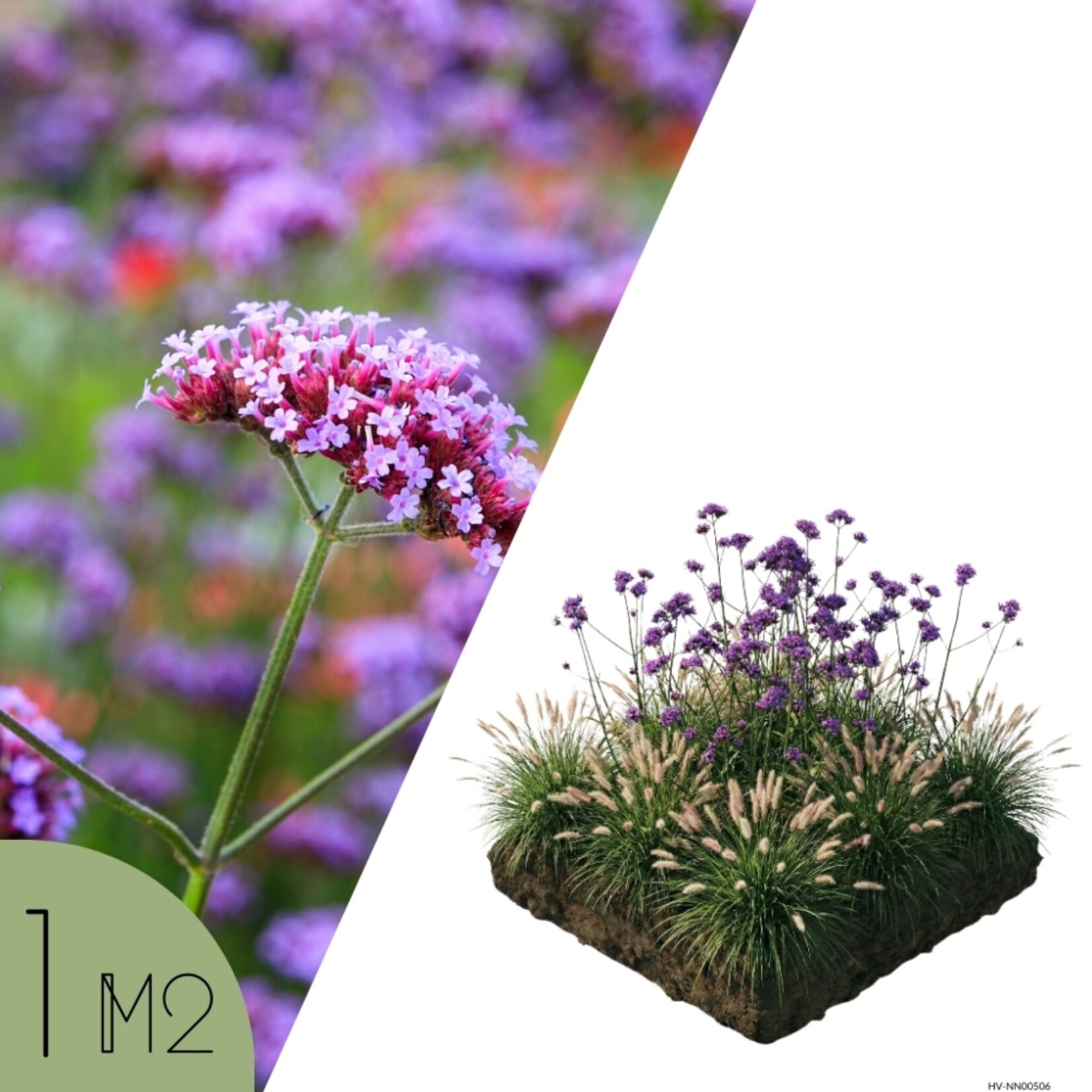 NatureNest Borderpakket Stella - Vaste Borderplanten Mix - Kleurige Tuinborder