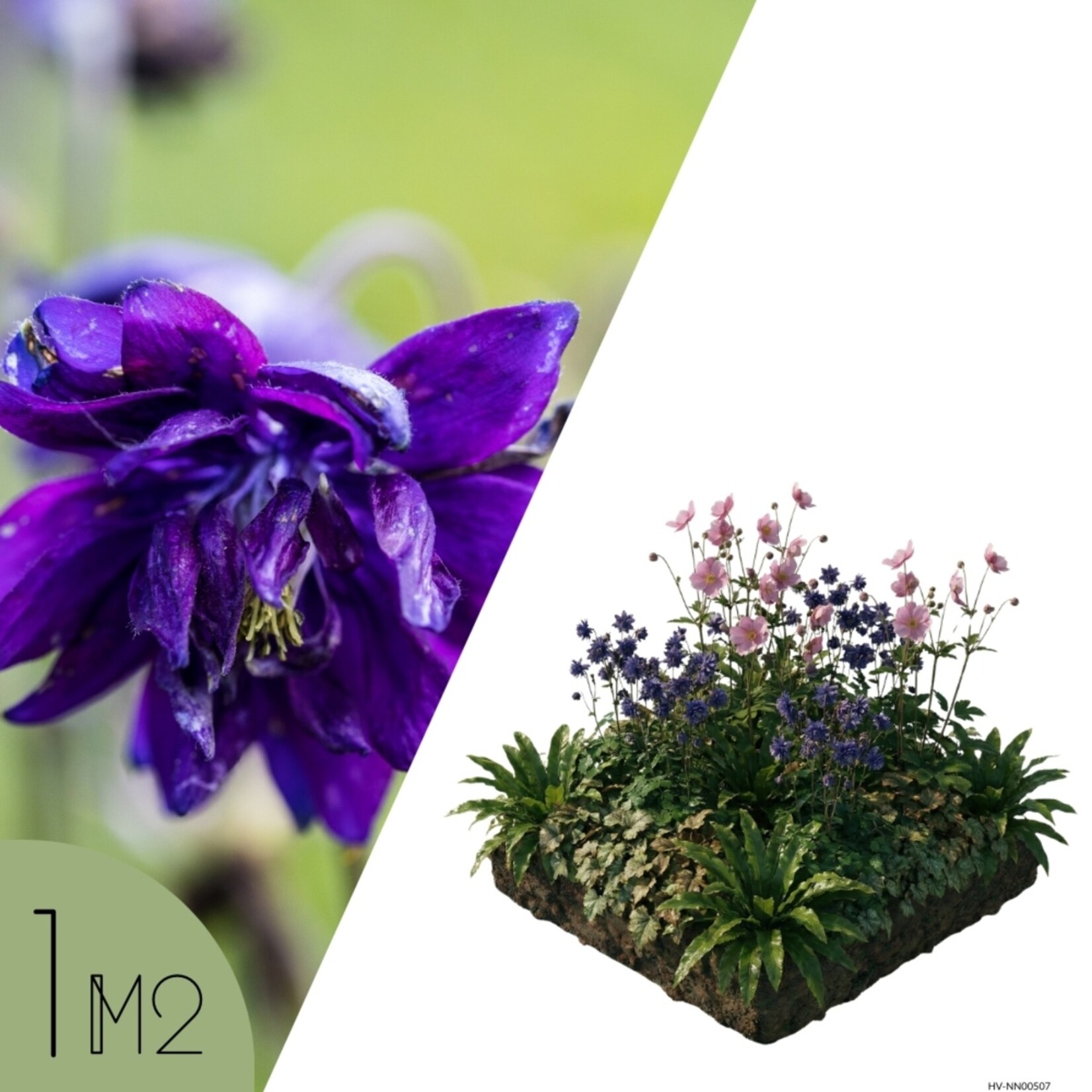 NatureNest Borderpakket Nora - Vaste Borderplanten Mix - Kleurige Bloeiborder voor Tuin