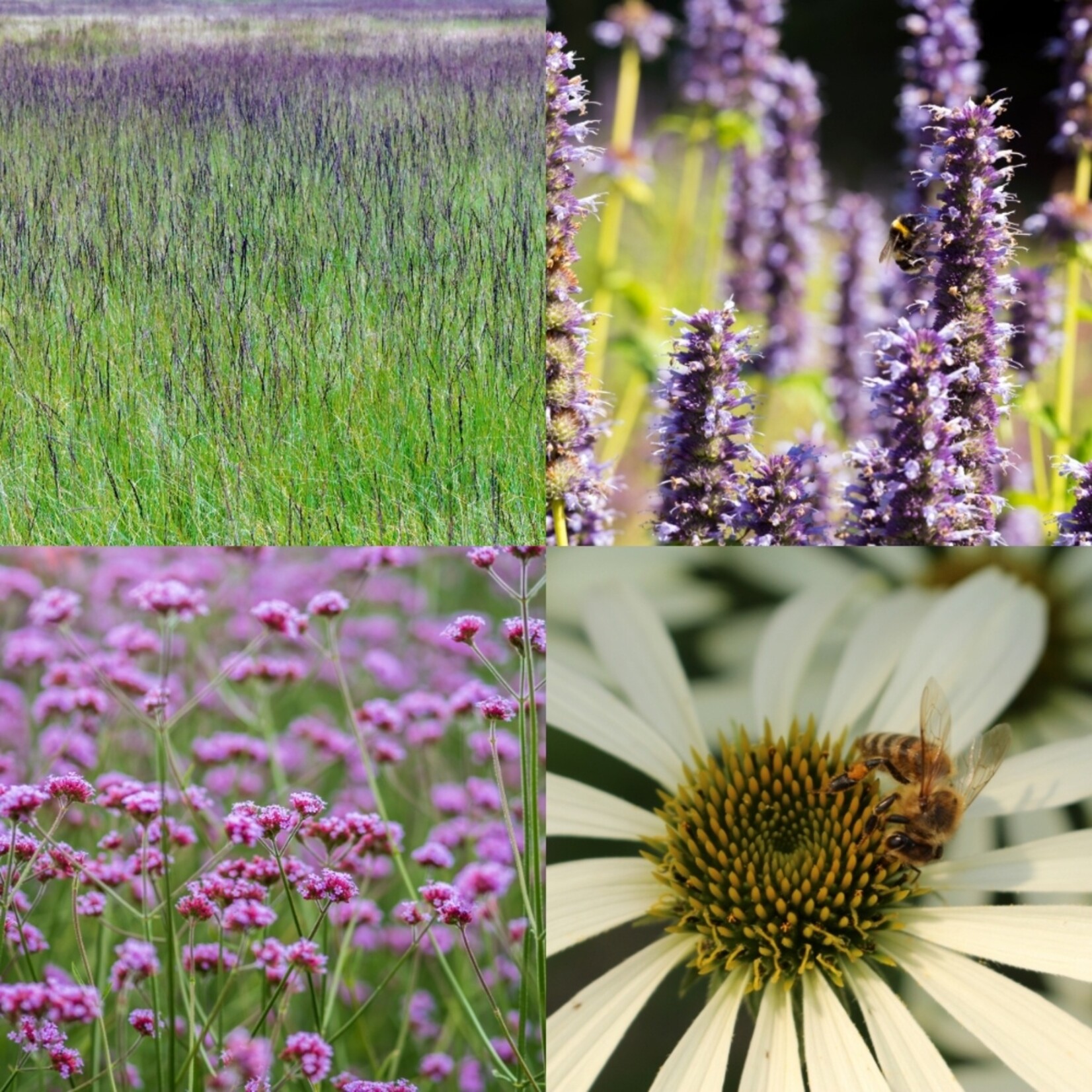 NatureNest Borderpakket Joy - Vaste Borderplanten Mix - Kleurrijke Bloeiers voor de Tuin