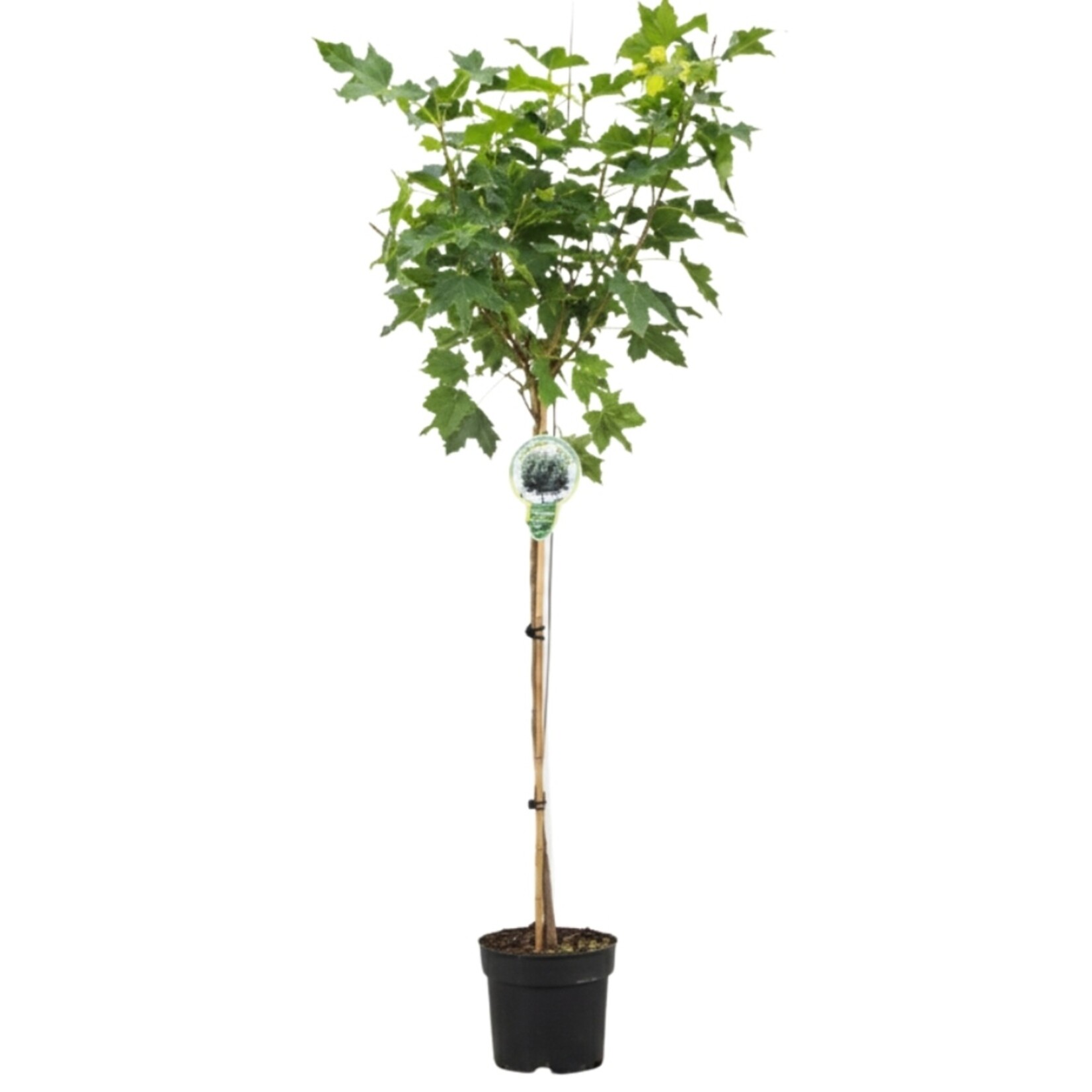 NatureNest Noorse Esdoorn Globosum - op 80 cm Stam - Acer Platanoides Globosum - Bolvormige Sierboom