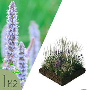 NatureNest Borderpakket Isa - Vaste Borderplantenmix - Kleurrijke Tuinborder