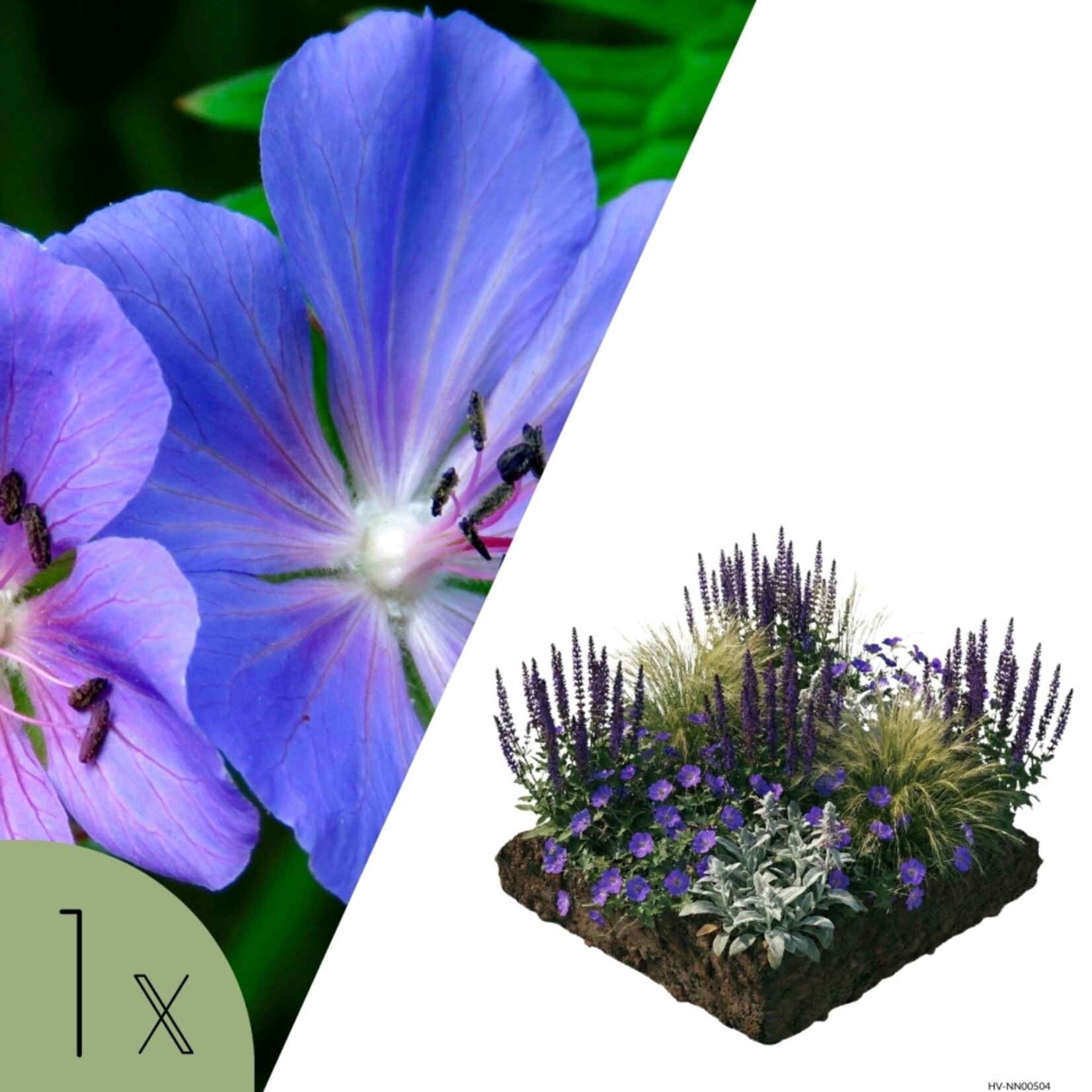 NatureNest Borderpakket Lila - Mix van Bloeiende Tuinplanten - Kleurrijke Border