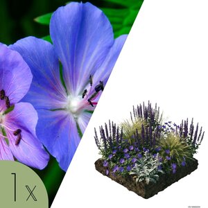 NatureNest Borderpakket Lila - Mix van Bloeiende Tuinplanten - Kleurrijke Border