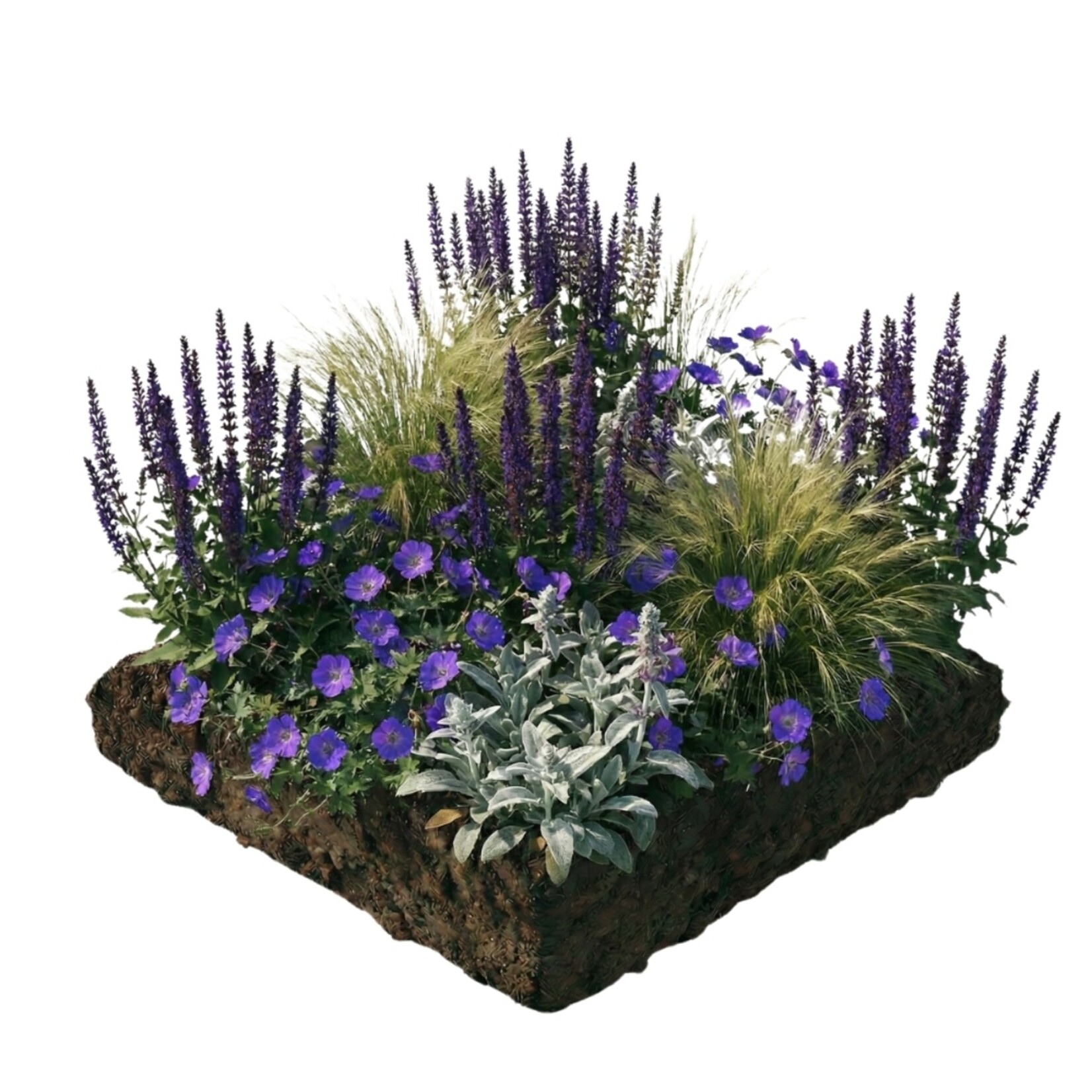 NatureNest Borderpakket Lila - Mix van Bloeiende Tuinplanten - Kleurrijke Border