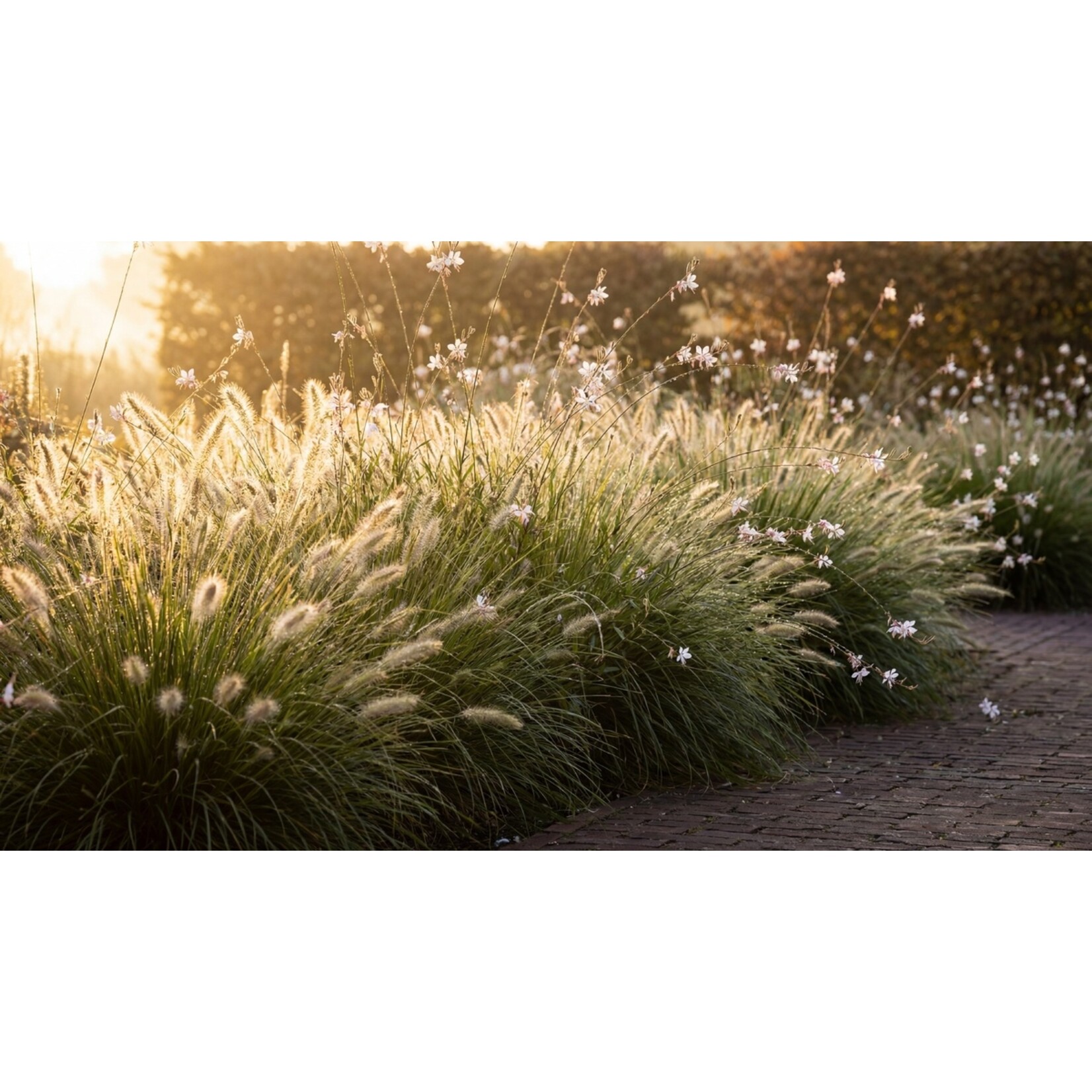 NatureNest Borderpakket Luna - Vaste Borderplanten Mix - Bloeiers voor Zonnige Border