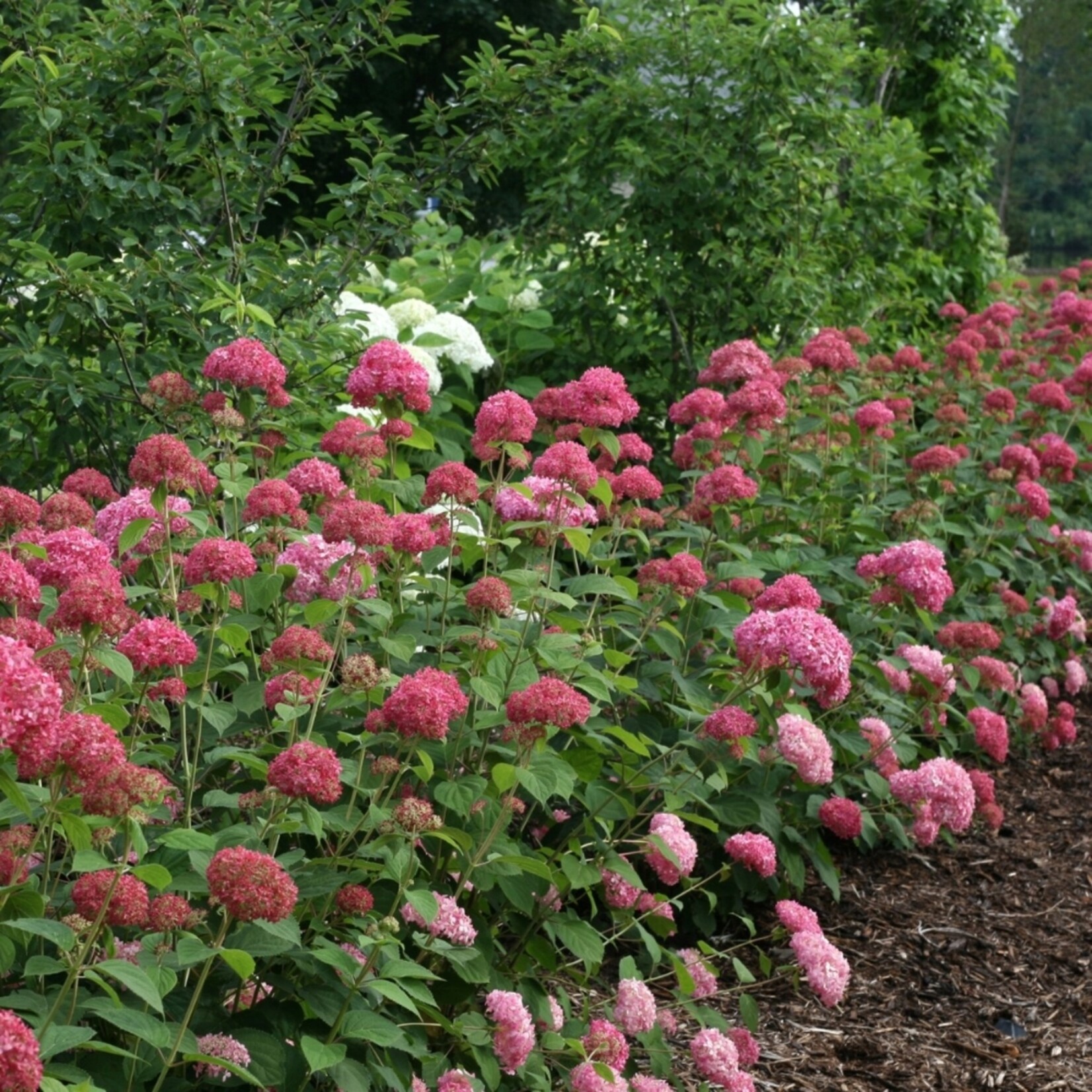 NatureNest Hortensia Annabelle - Sterke Hortensia - Hydrangea Arborescen – Strong Annabelle