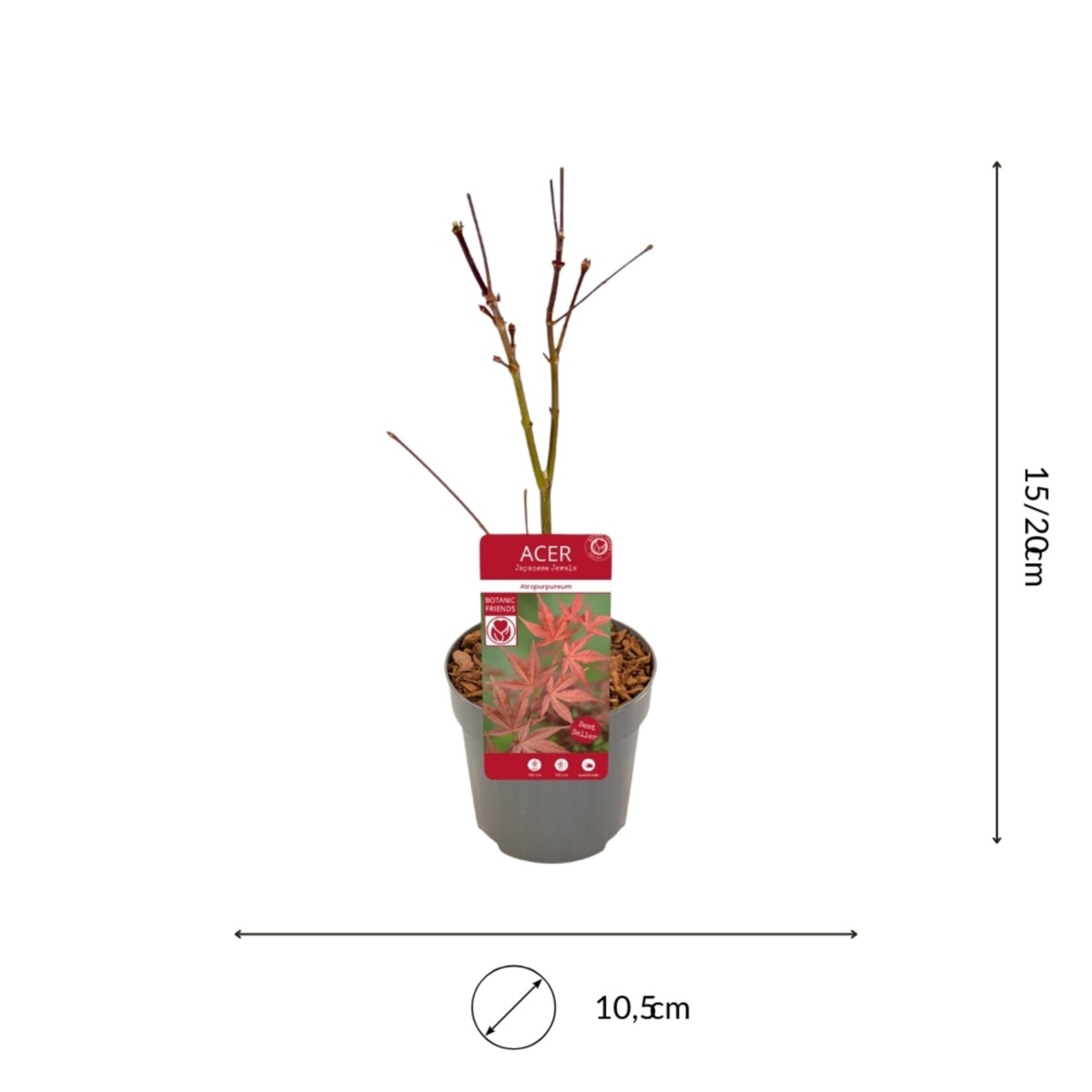 NatureNest Japanse Esdoorn - Set van 3 - Acer Palmatum - Frisgroen Blad