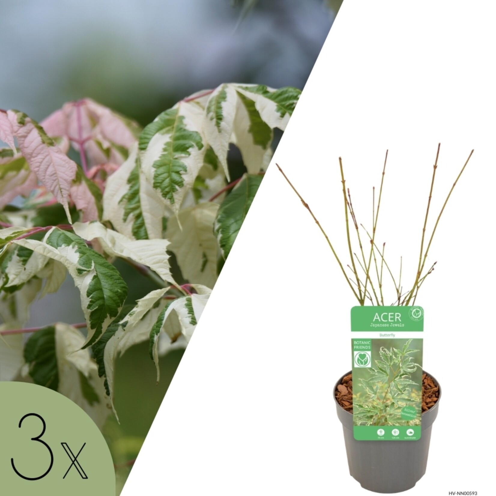 NatureNest Japanse Esdoorn - Set van 3 - Acer Palmatum - Frisgroen Blad