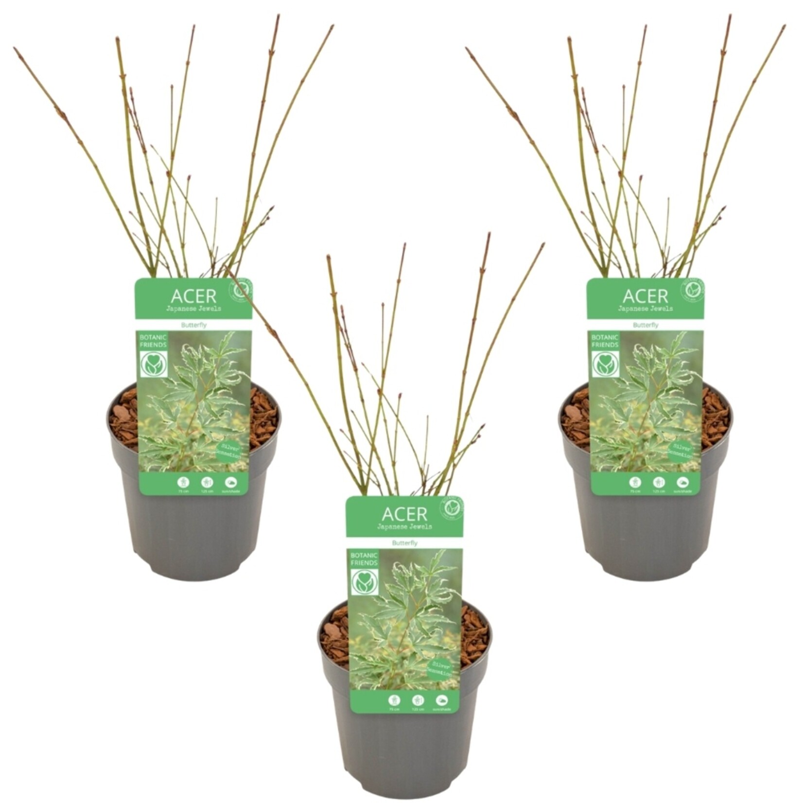 NatureNest Japanse Esdoorn - Set van 3 - Acer Palmatum - Frisgroen Blad