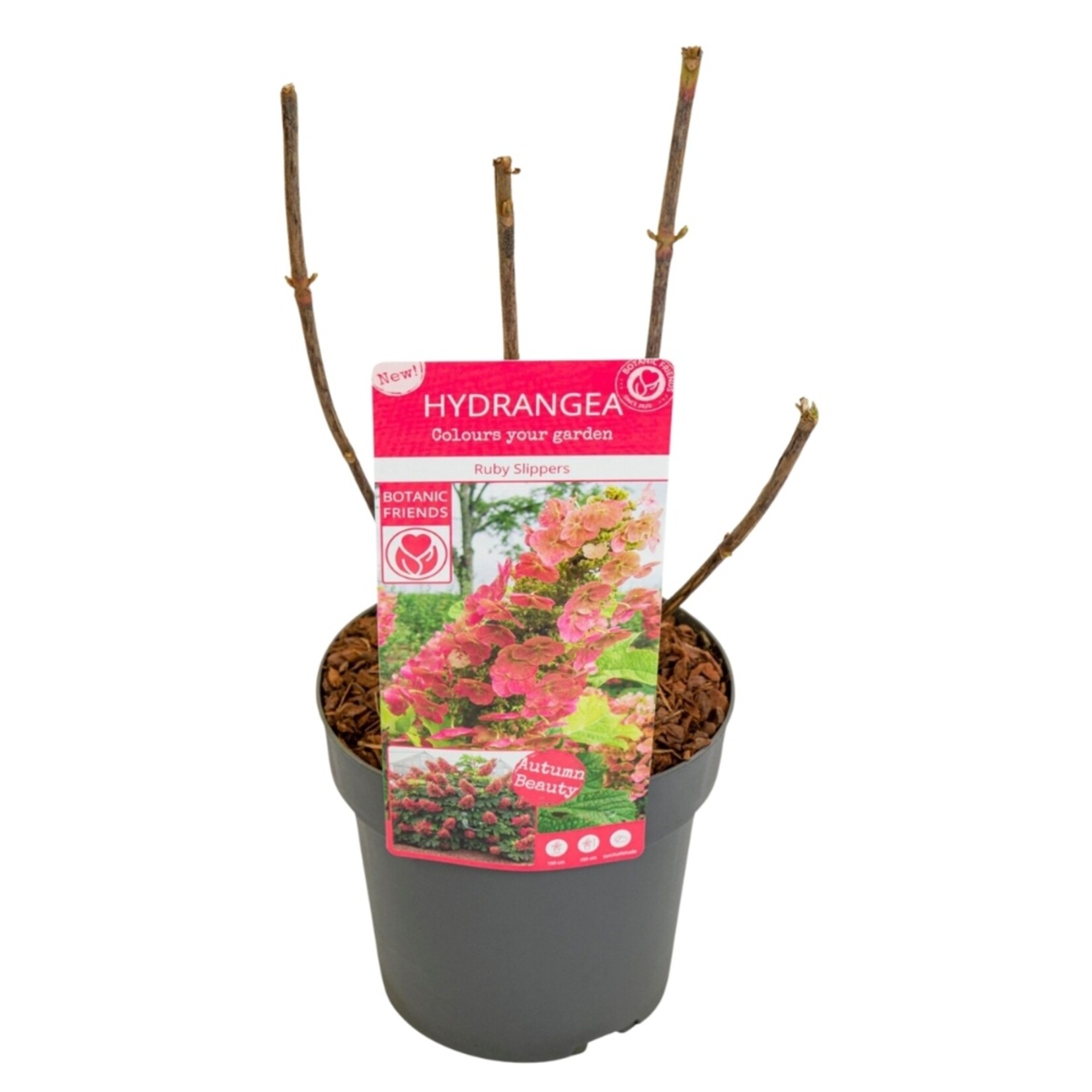 NatureNest Compacte Hortensia - Eikenbladhortensia - Hydrangea Quercif en Serrata