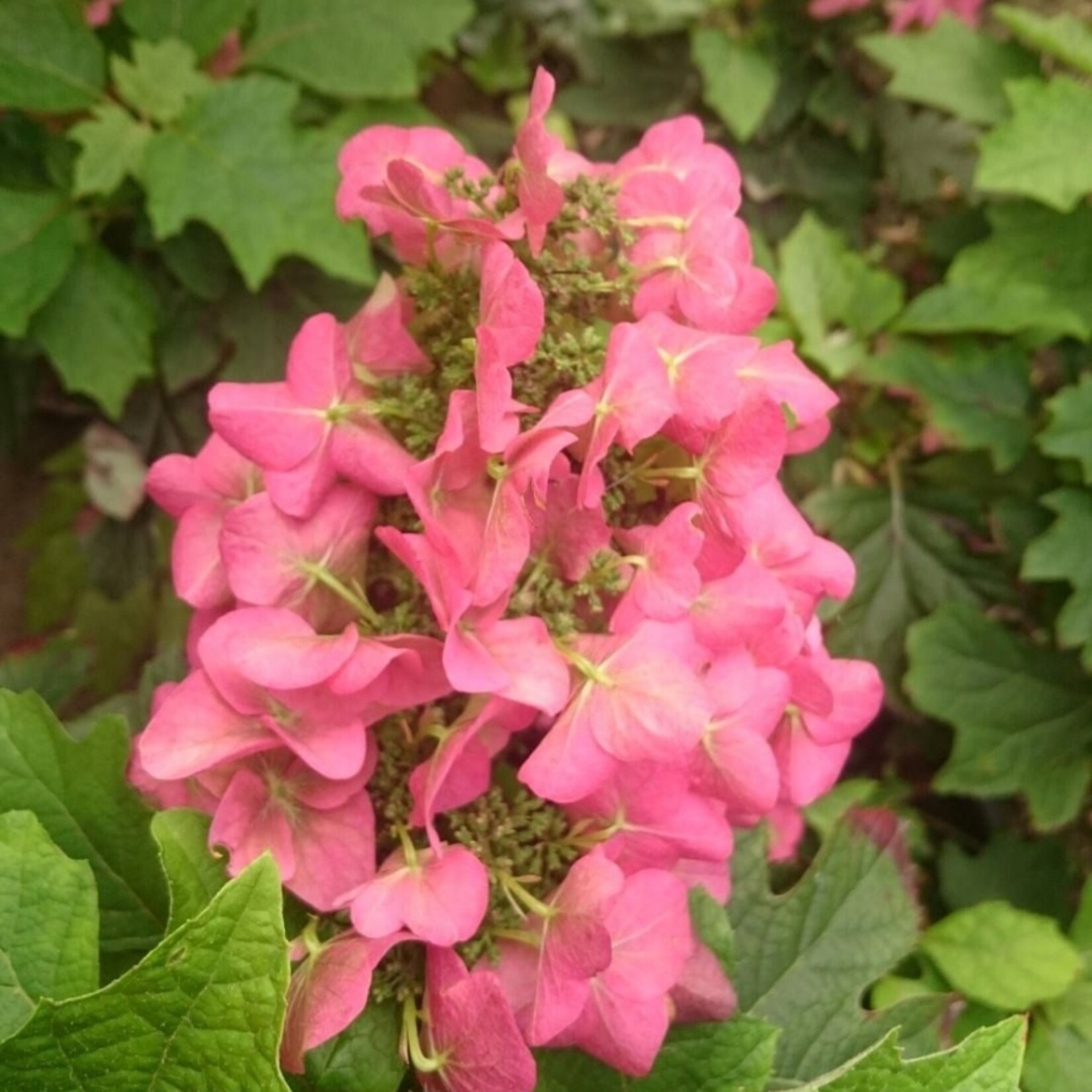 NatureNest Compacte Hortensia - Eikenbladhortensia - Hydrangea Quercif en Serrata