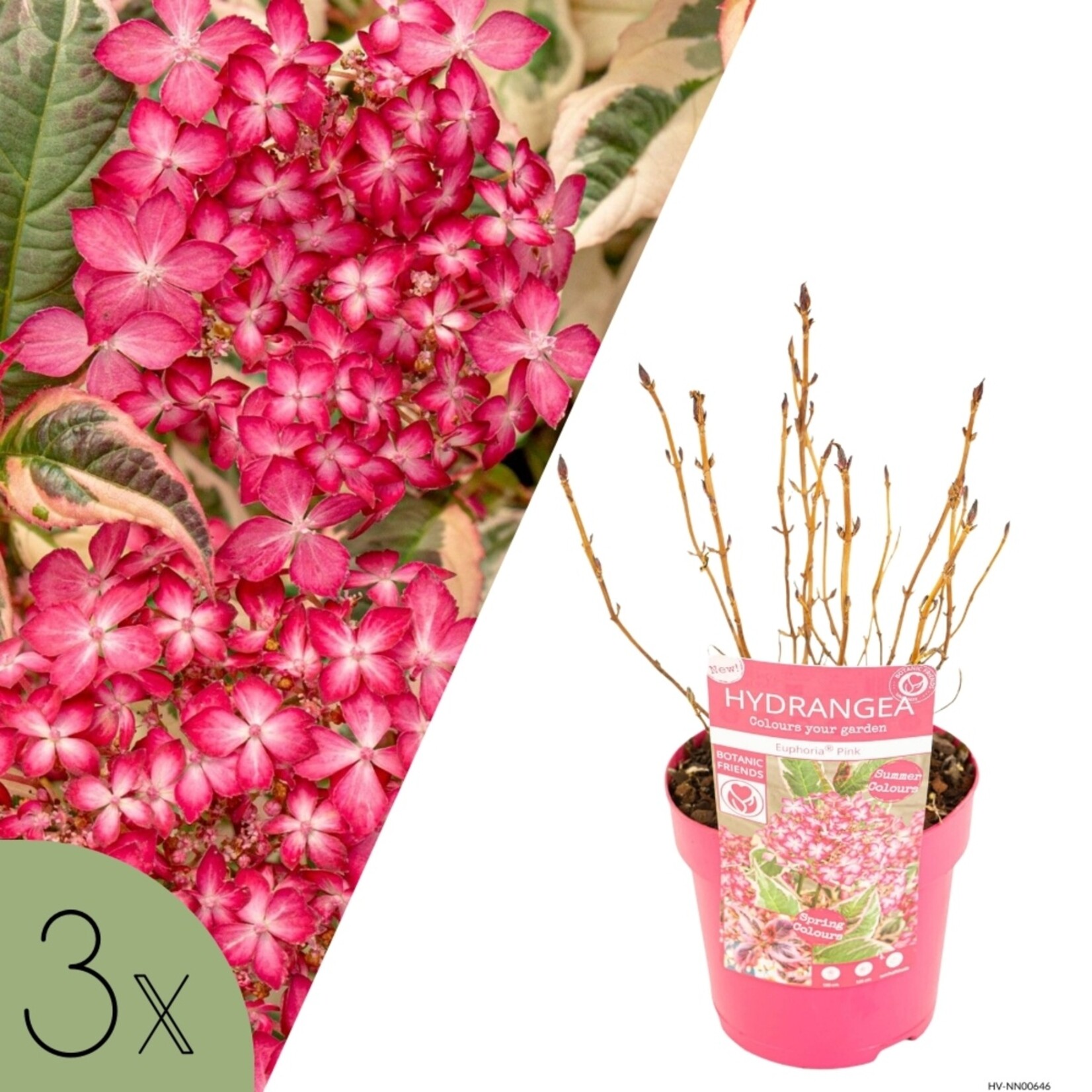 NatureNest Compacte Hortensia - Eikenbladhortensia - Hydrangea Quercif en Serrata