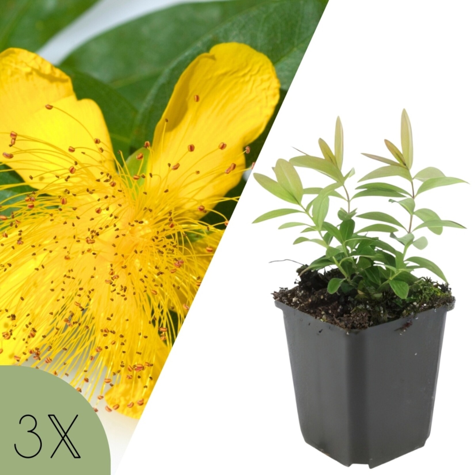 NatureNest Lavendel Hidcote - Set van 3 - Lavandula Angustifolia - Winterhard en Meerjarig