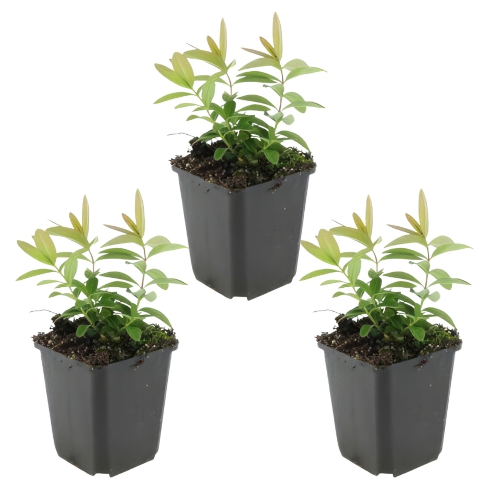 NatureNest Lavendel Hidcote - Set van 3 - Lavandula Angustifolia - Winterhard en Meerjarig