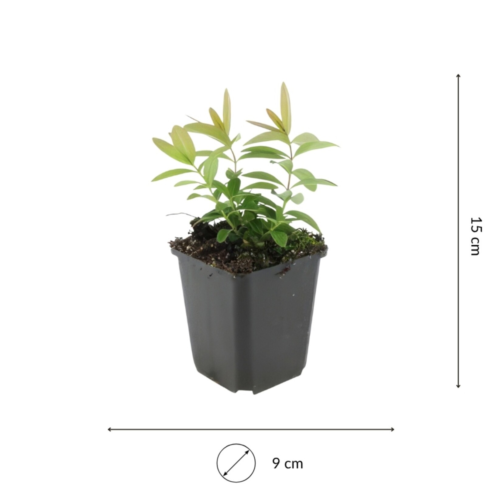 NatureNest Lavendel Hidcote - Set van 3 - Lavandula Angustifolia - Winterhard en Meerjarig