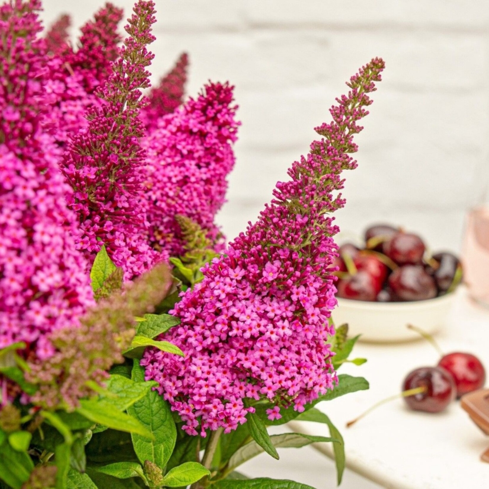 NatureNest Vlinderstruik Little - Compacte Buddleja - Buddleja Butterfly Candy