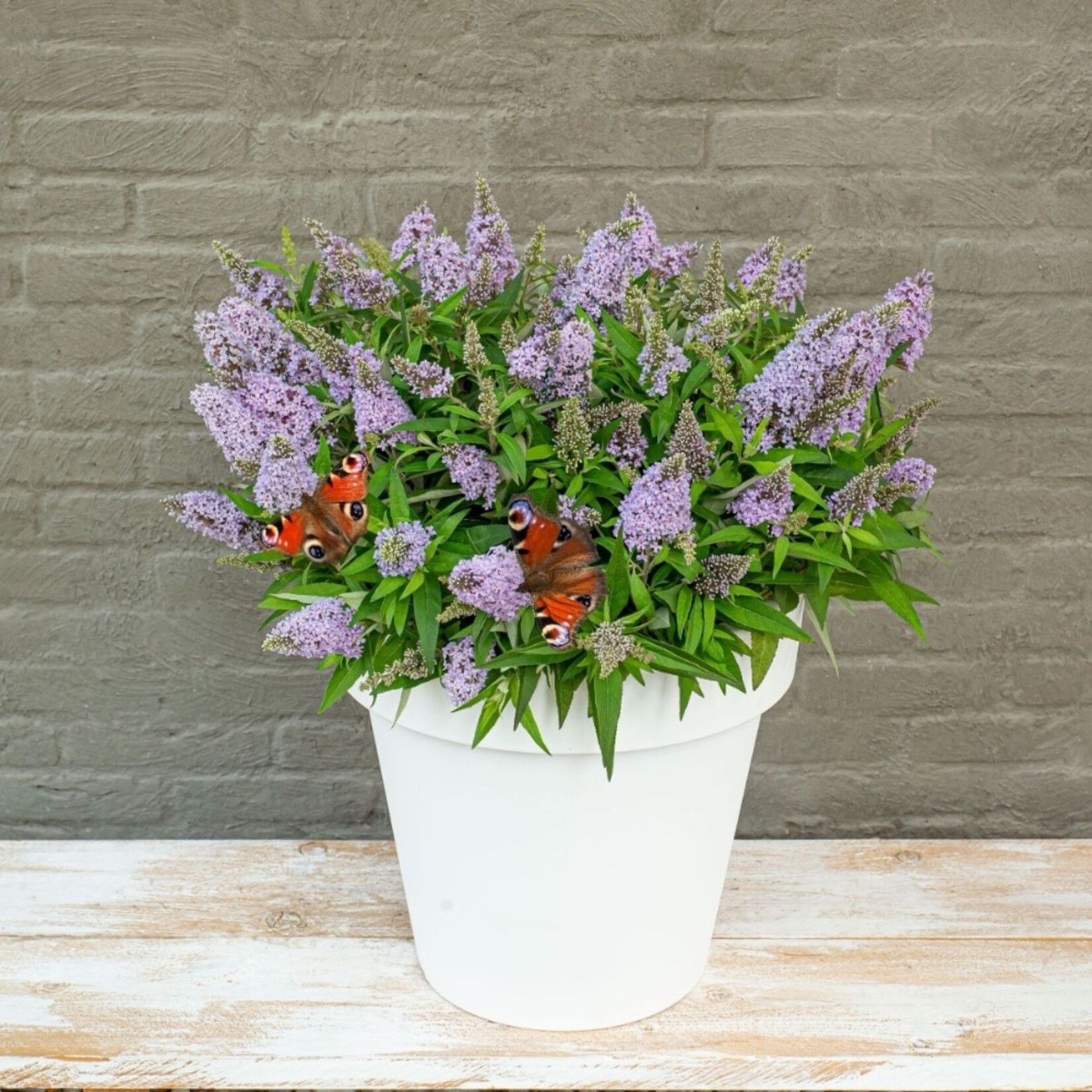 NatureNest Vlinderstruik Little - Compacte Buddleja - Buddleja Butterfly Candy