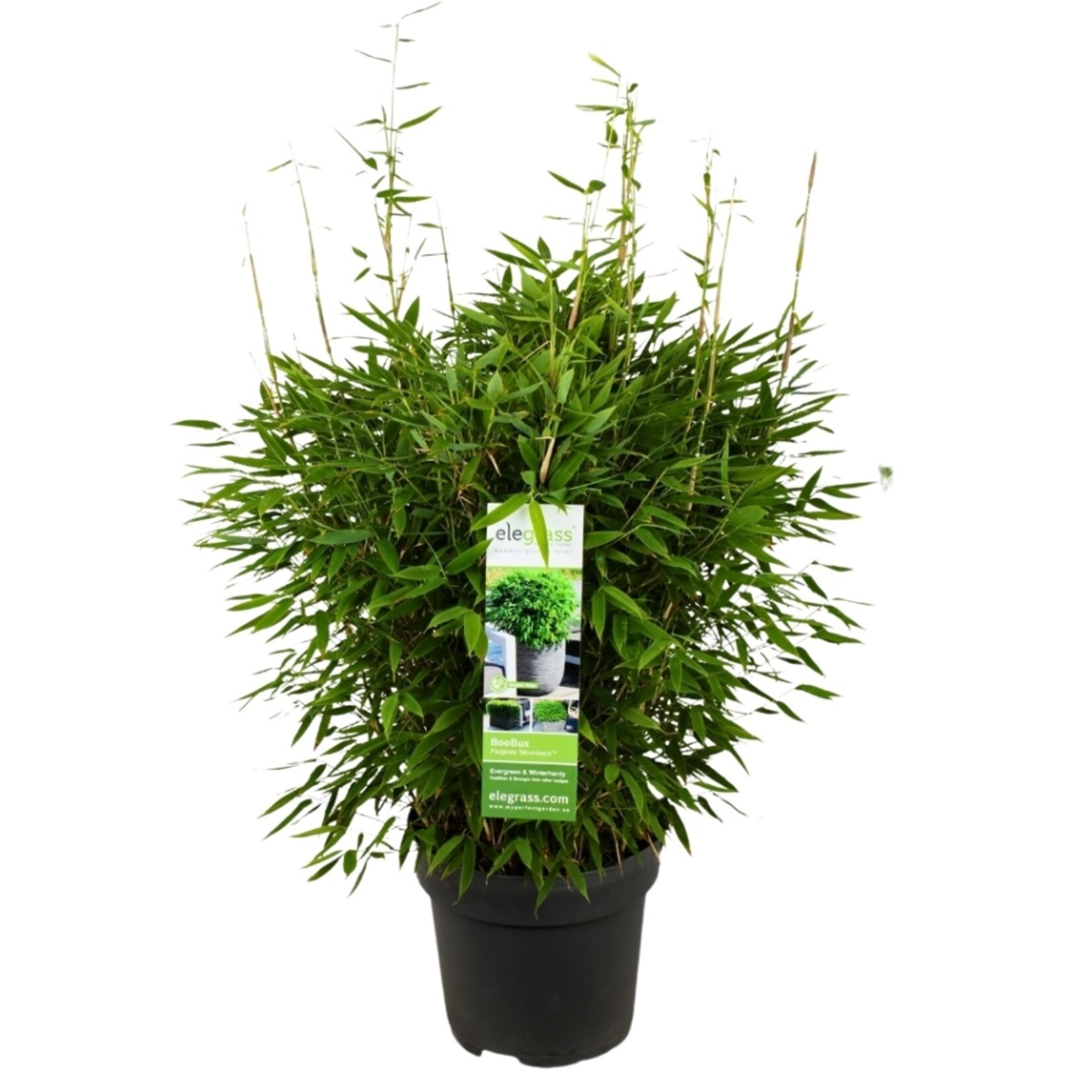 NatureNest Bamboe Plant XL - Fargesia Moontears Boobux - Niet-Woekerende Bamboe