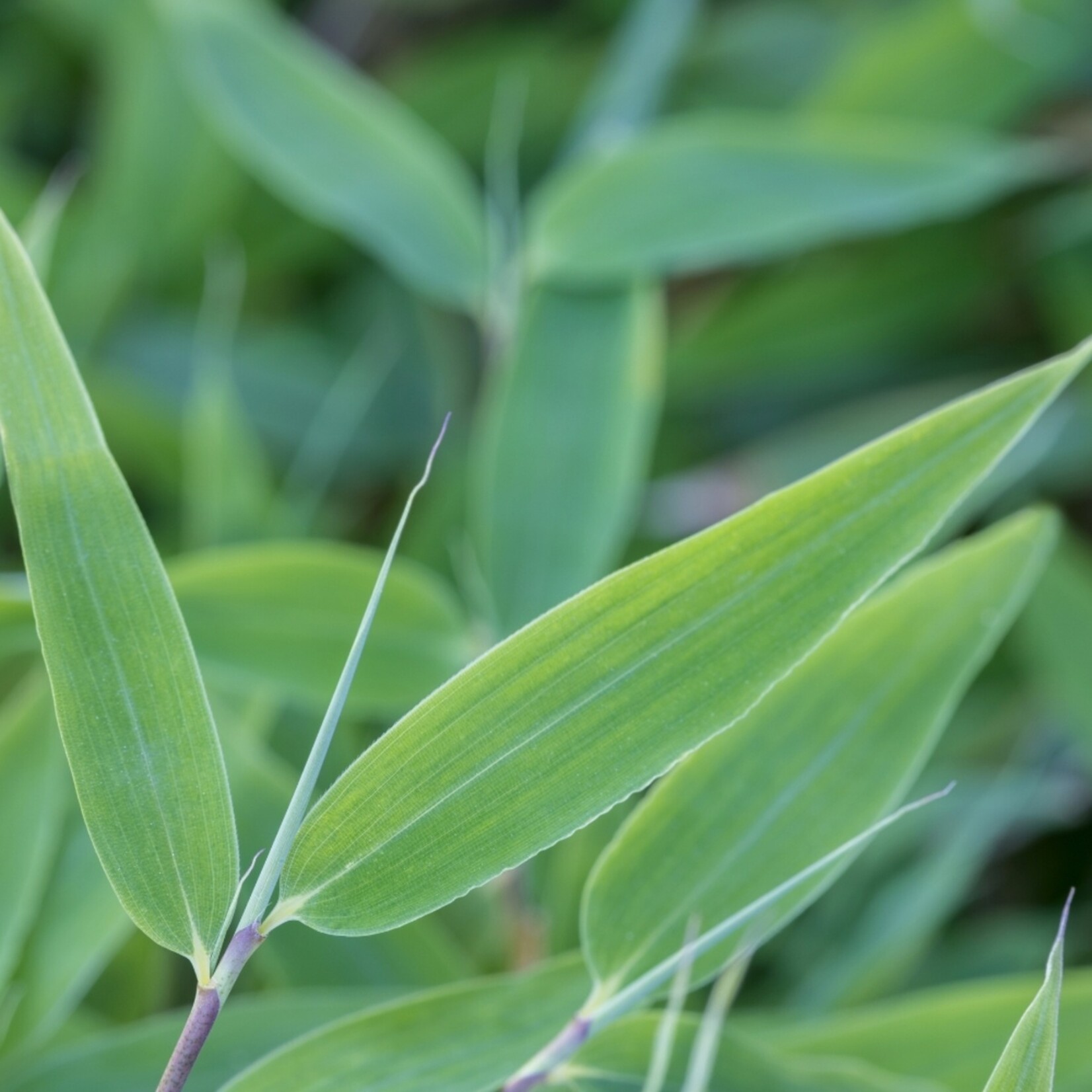 NatureNest Bamboe Plant XL - Fargesia Moontears Boobux - Niet-Woekerende Bamboe