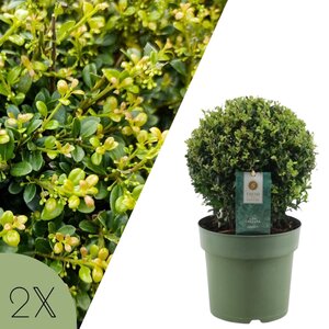 NatureNest Japanse Hulst - Ilex Crenata Jenny - Compacte Winterharde – Bolvorm - Set van 2