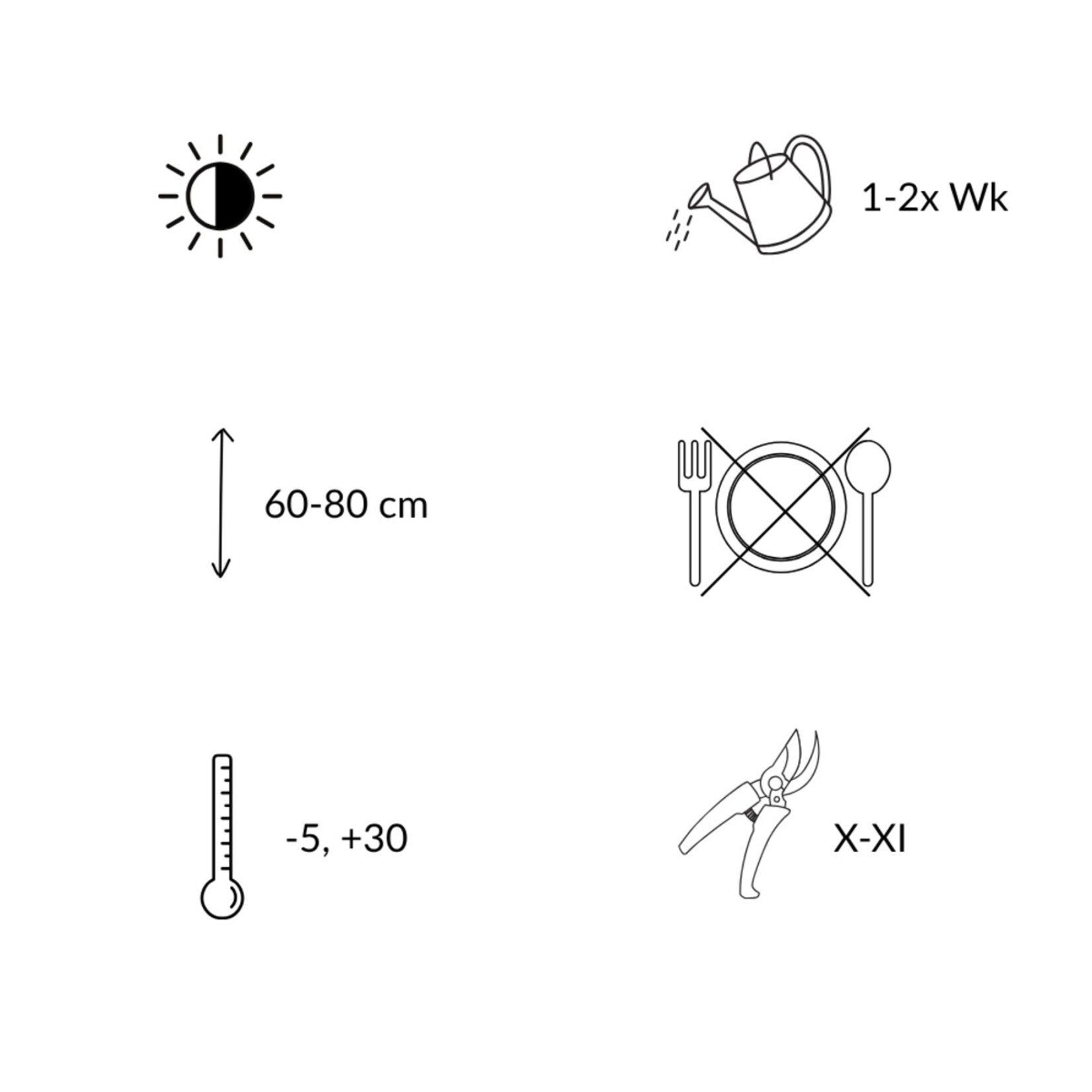NatureNest Japanse Hulst - Ilex Crenata Jenny - Compacte Winterharde – Bolvorm - Set van 2