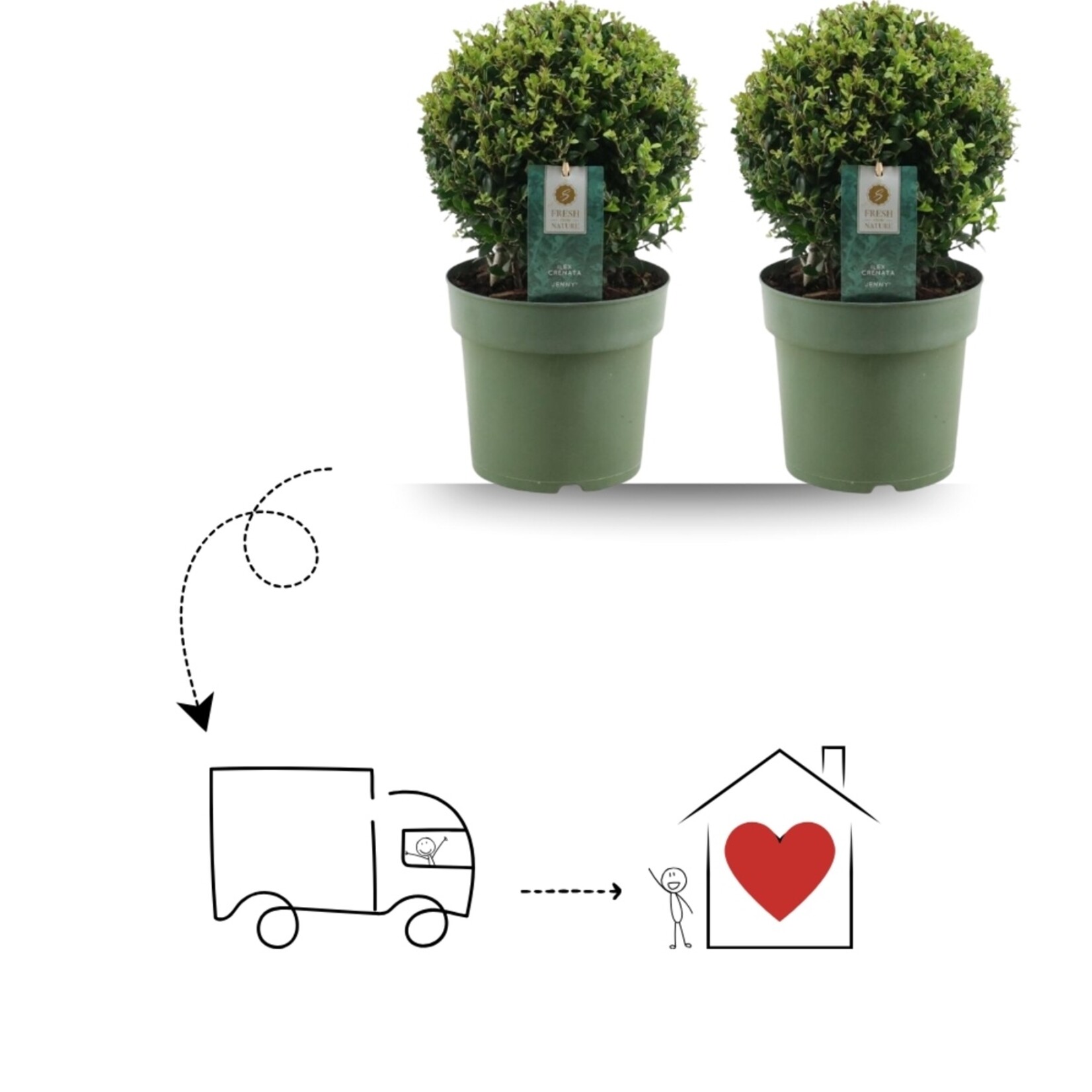 NatureNest Japanse Hulst - Ilex Crenata Jenny - Compacte Winterharde – Bolvorm - Set van 2