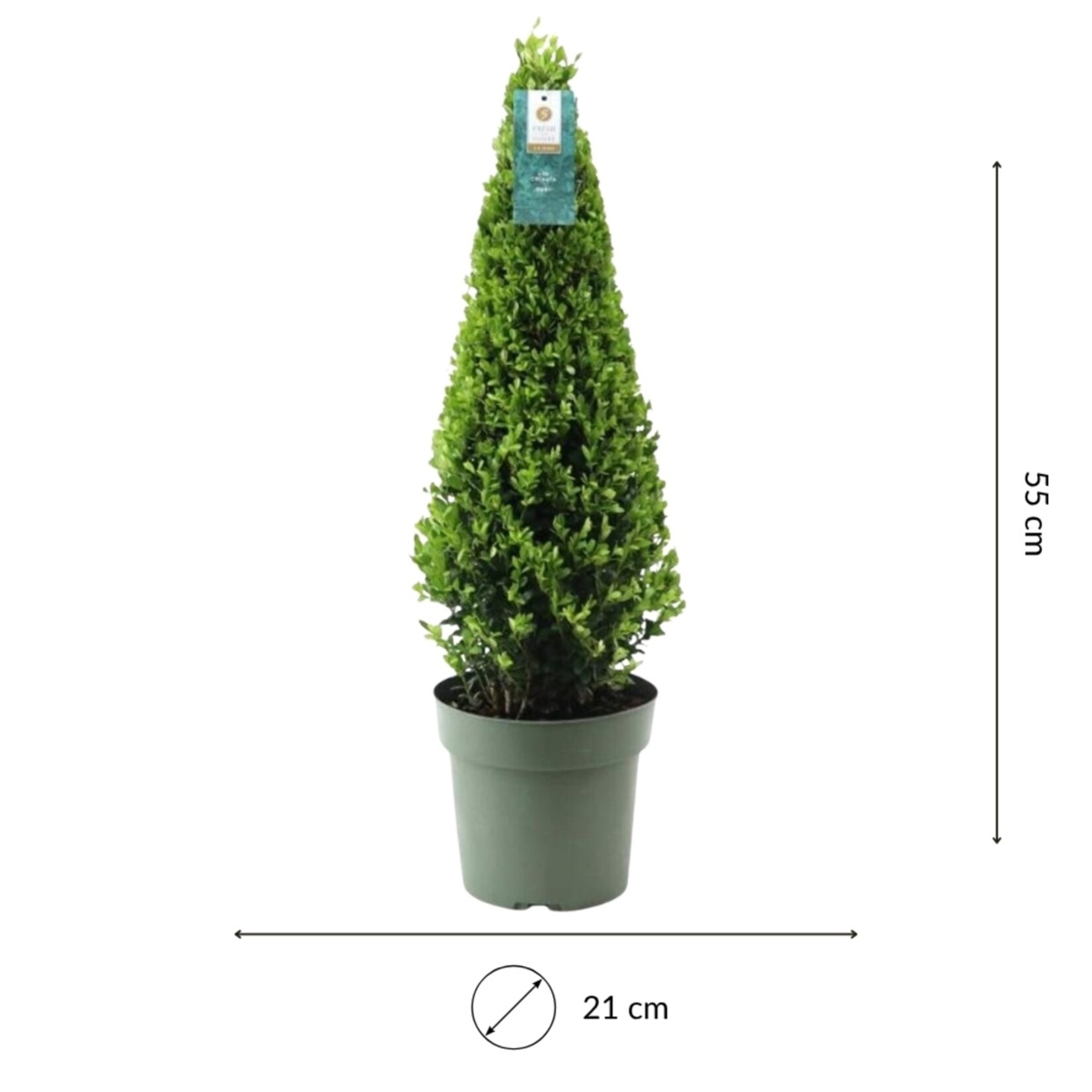 NatureNest Japanse Hulst - Ilex Crenata Jenny - Sierlijke Tuinplant voor Border – Piramide