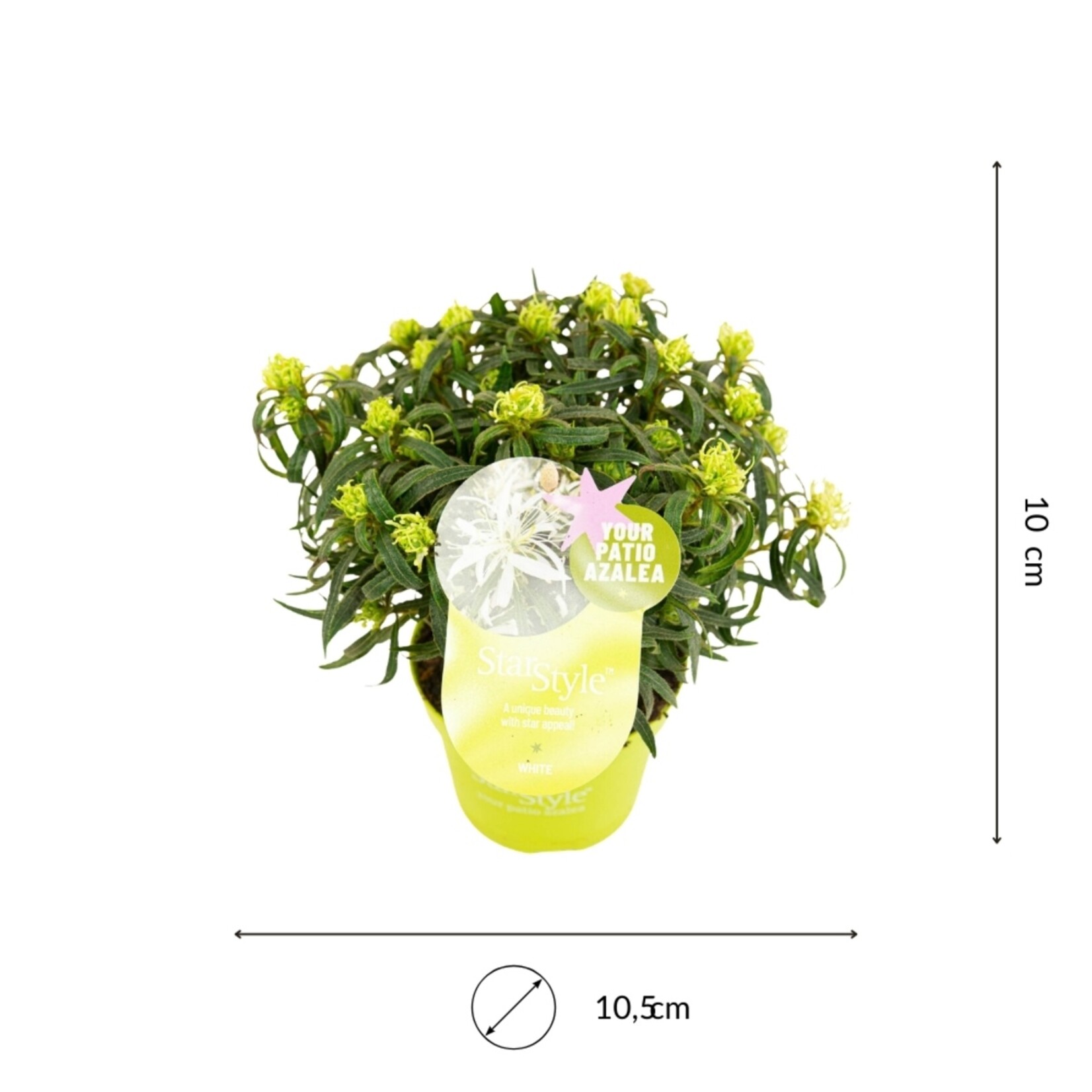 NatureNest Sering Bloomerang - 2 x Set van 3 - Doorbloeiende Sering - Syringa