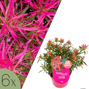 NatureNest Azalea StarStyle - Set van 6 - Rijkbloeiende Rhododendron voor Tuin en Pot