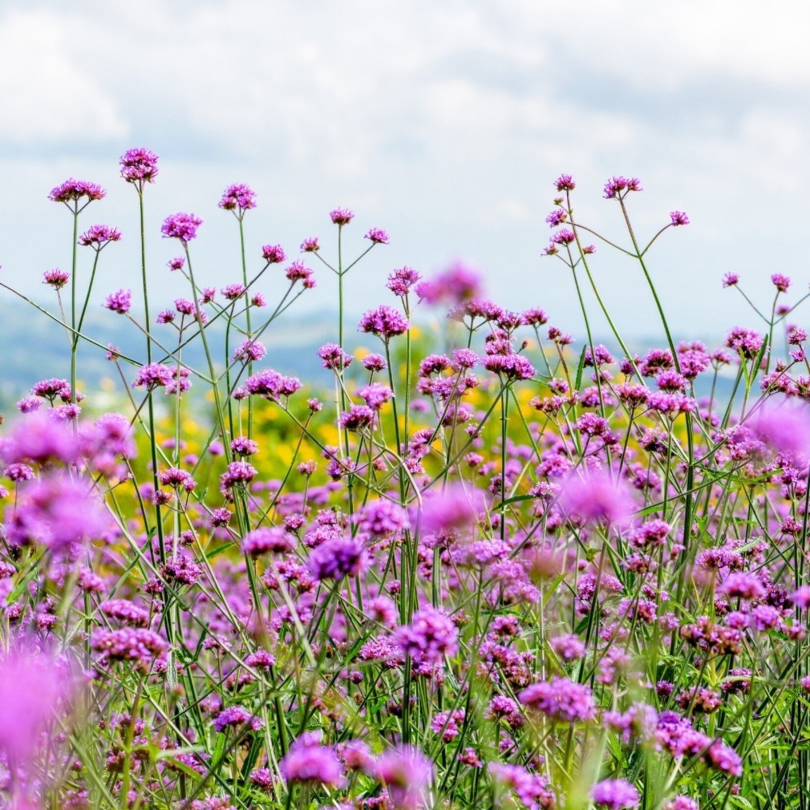 NatureNest Verbena Bonariensis Vaste Plant – IJzerhard Tuinplant – 3
