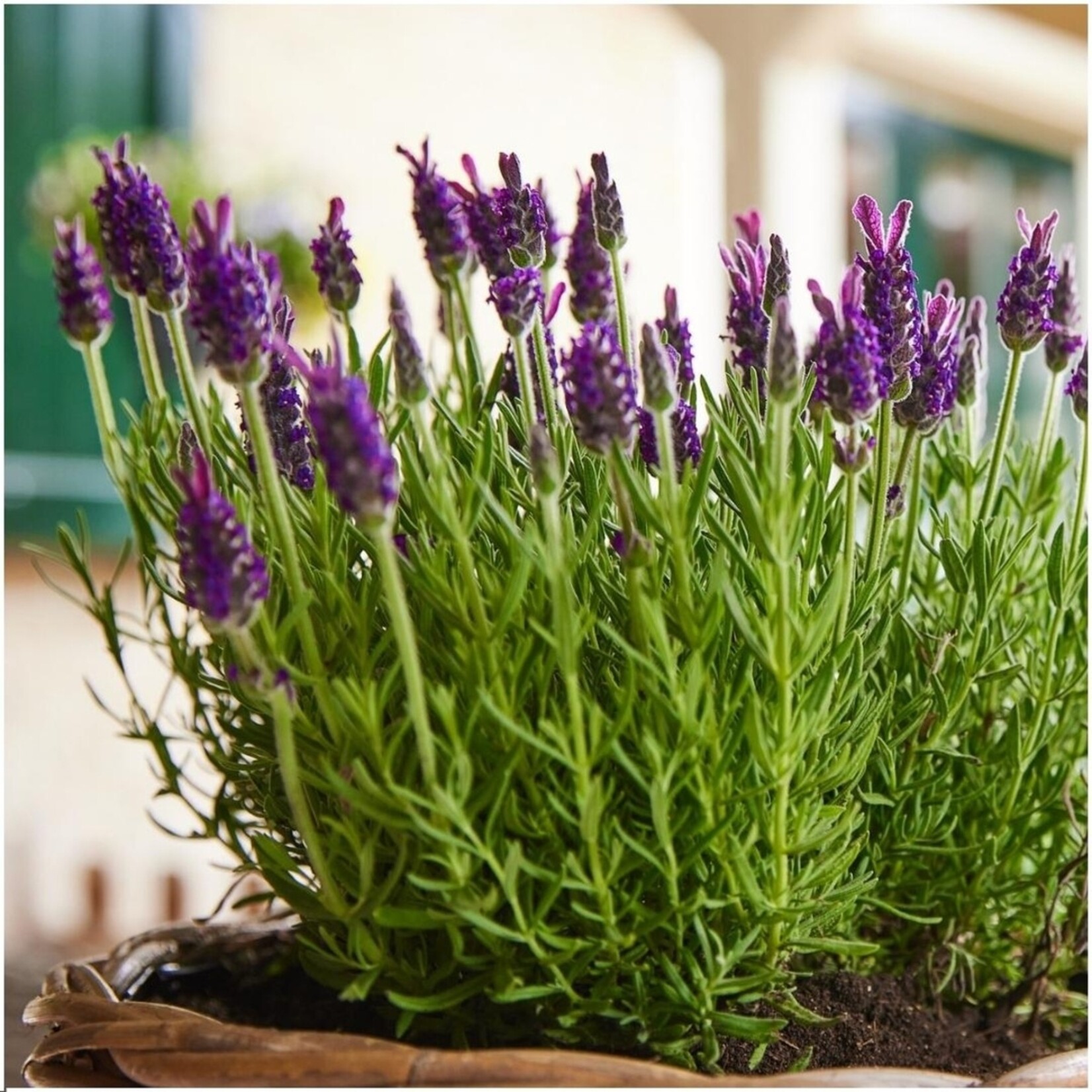 NatureNest Franse lavendel planten (bloeiend) - Set van 6