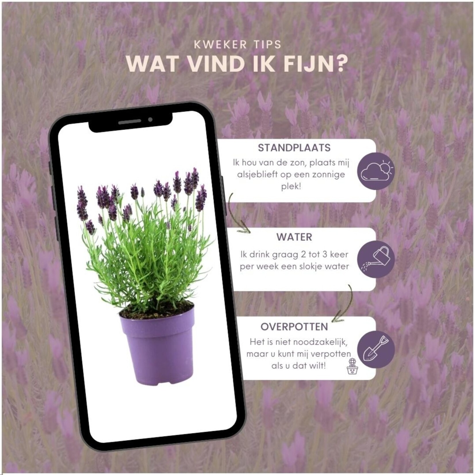 NatureNest Franse lavendel planten (bloeiend) - Set van 6