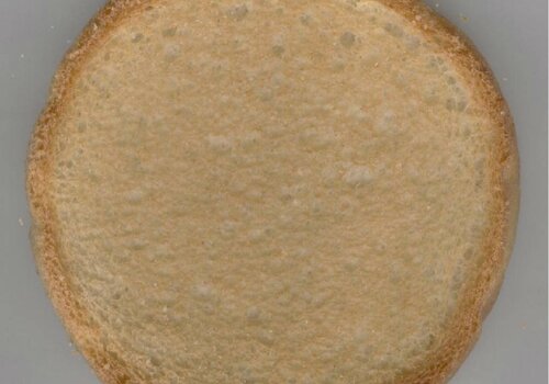Zwieback Zwieback