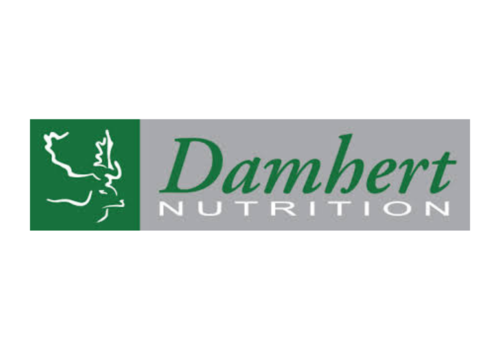 Damhert Damhert